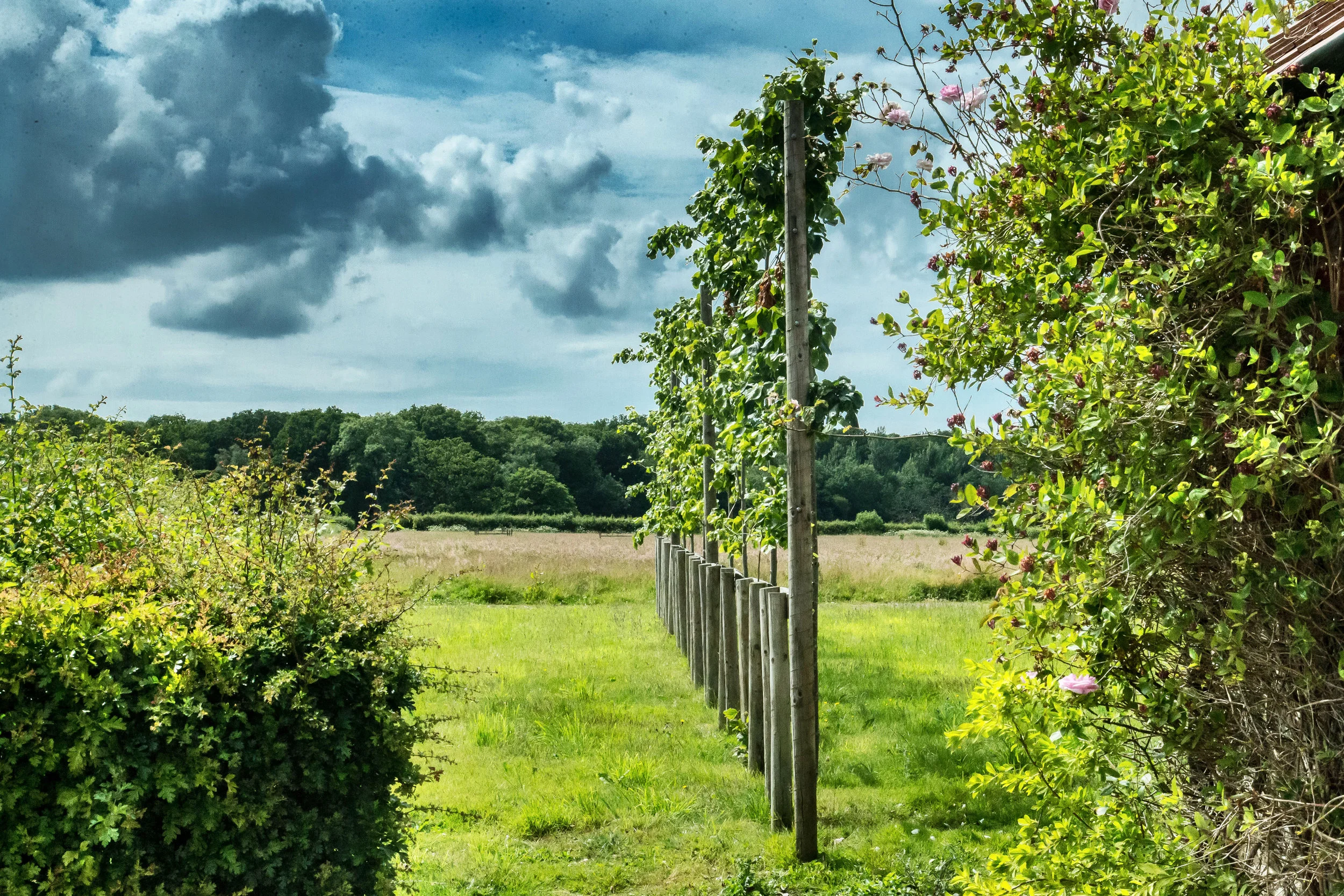 42 Acres, Near Stonehenge, England 2015 (Natural Landscapes 11)