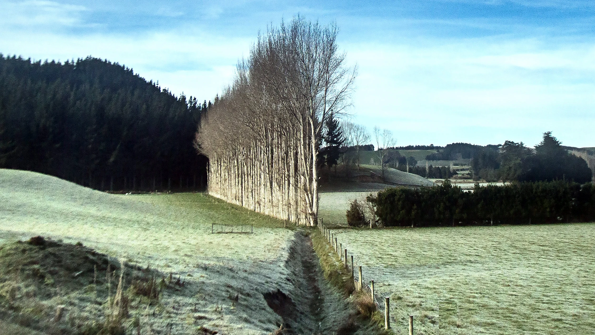 Tree Stand and Landscape, South Island, New Zealand 2017 (Natural Landscapes 24)