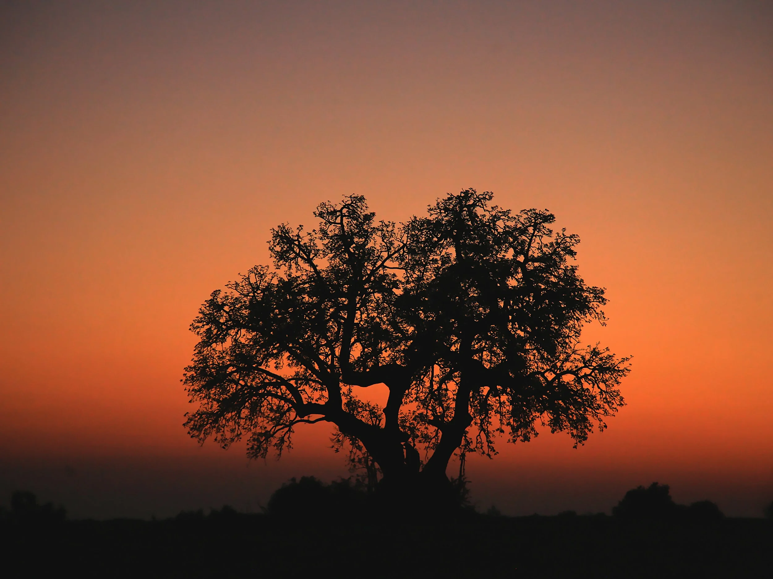 Sunset, African Bush, Shamwari Game Reserve, Near Port Elizabeth, SA 2010 (Natural Landscapes 28)