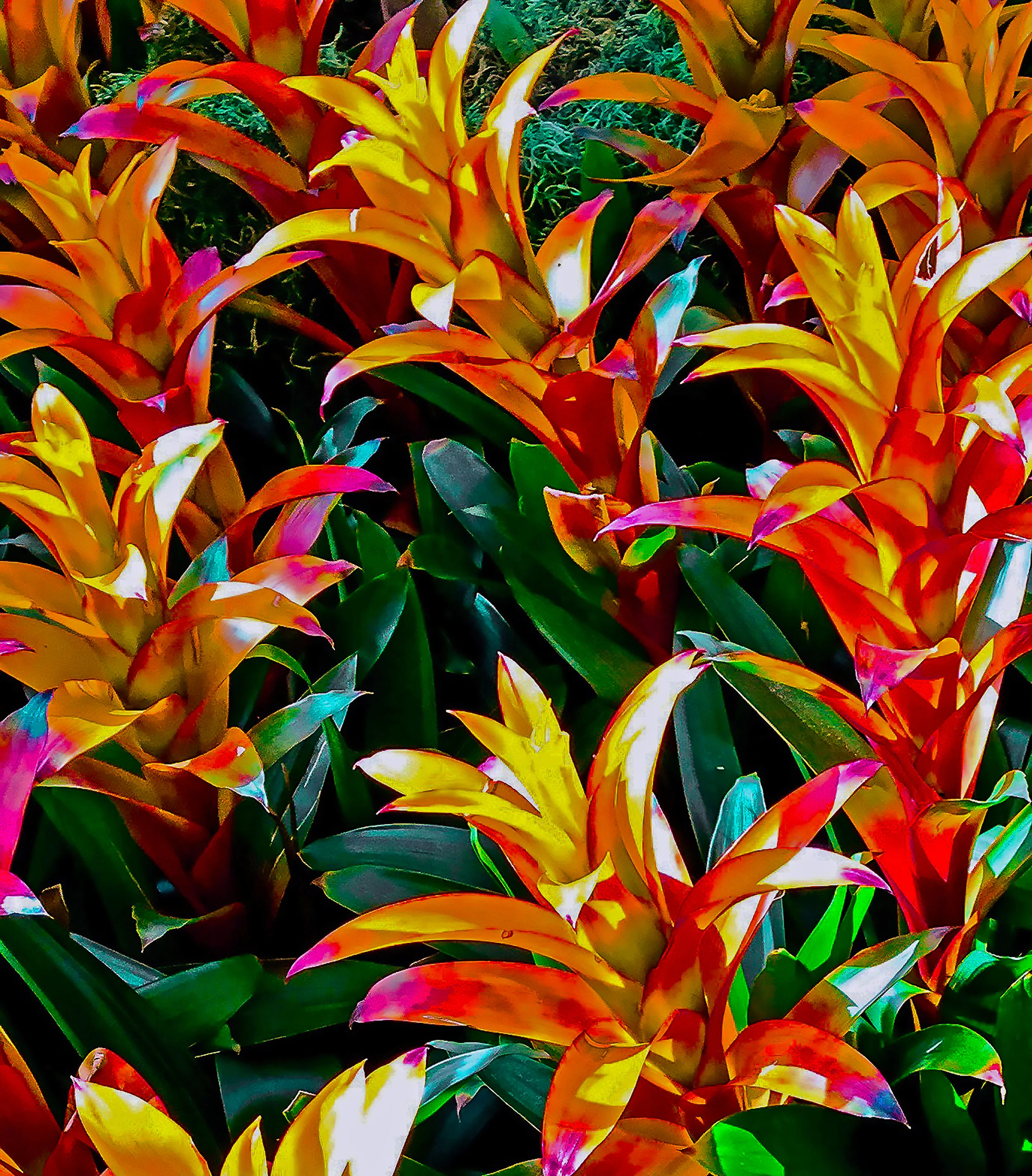 Colorful Flora, Conservatory and Botanical Gardens, Bellagio Hotel, Las Vegas, Nevada 2016 (Still Life 15)