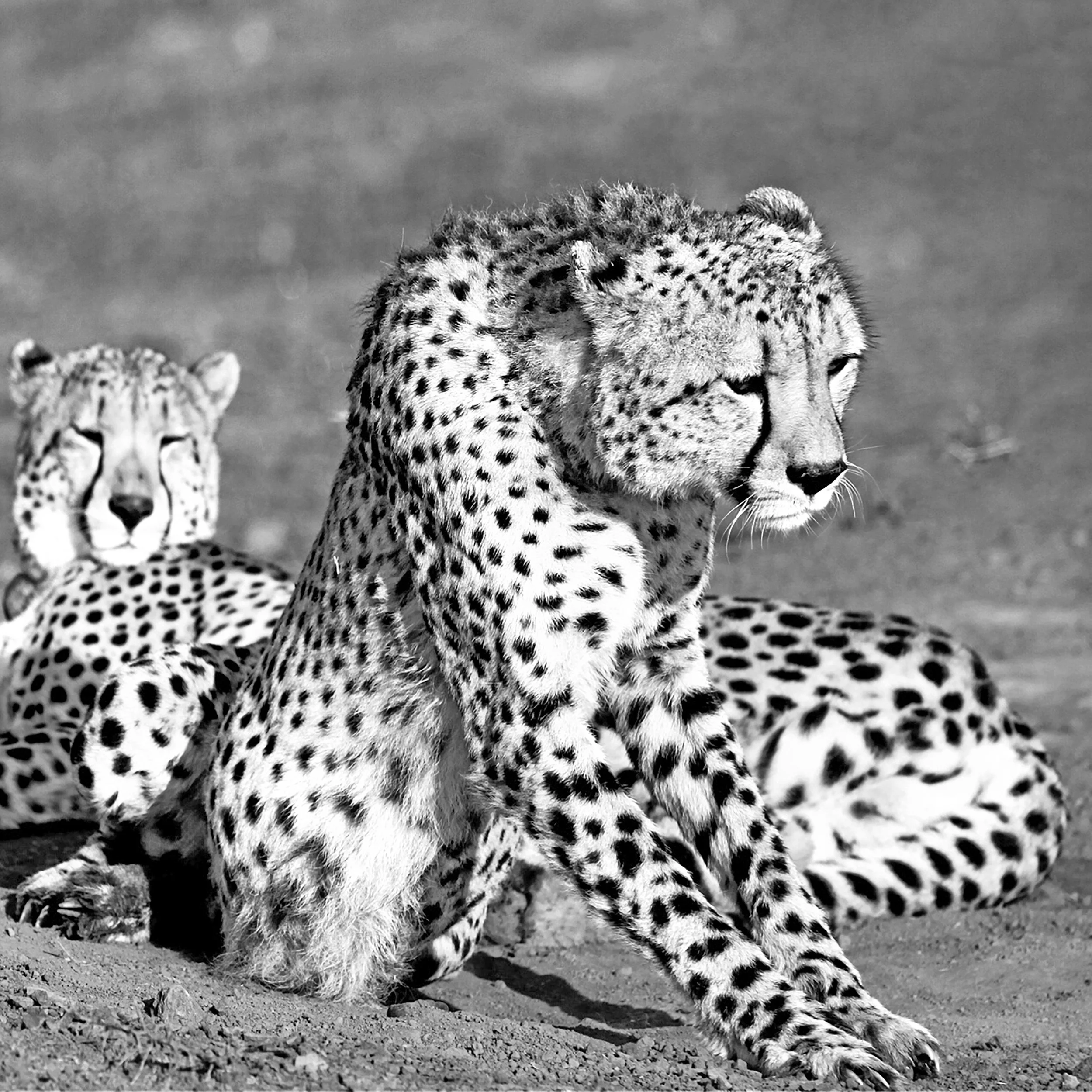 Cheetah, Shamwari Game Reserve, Eastern Cape, South Africa 2010 (Wildlife 6)