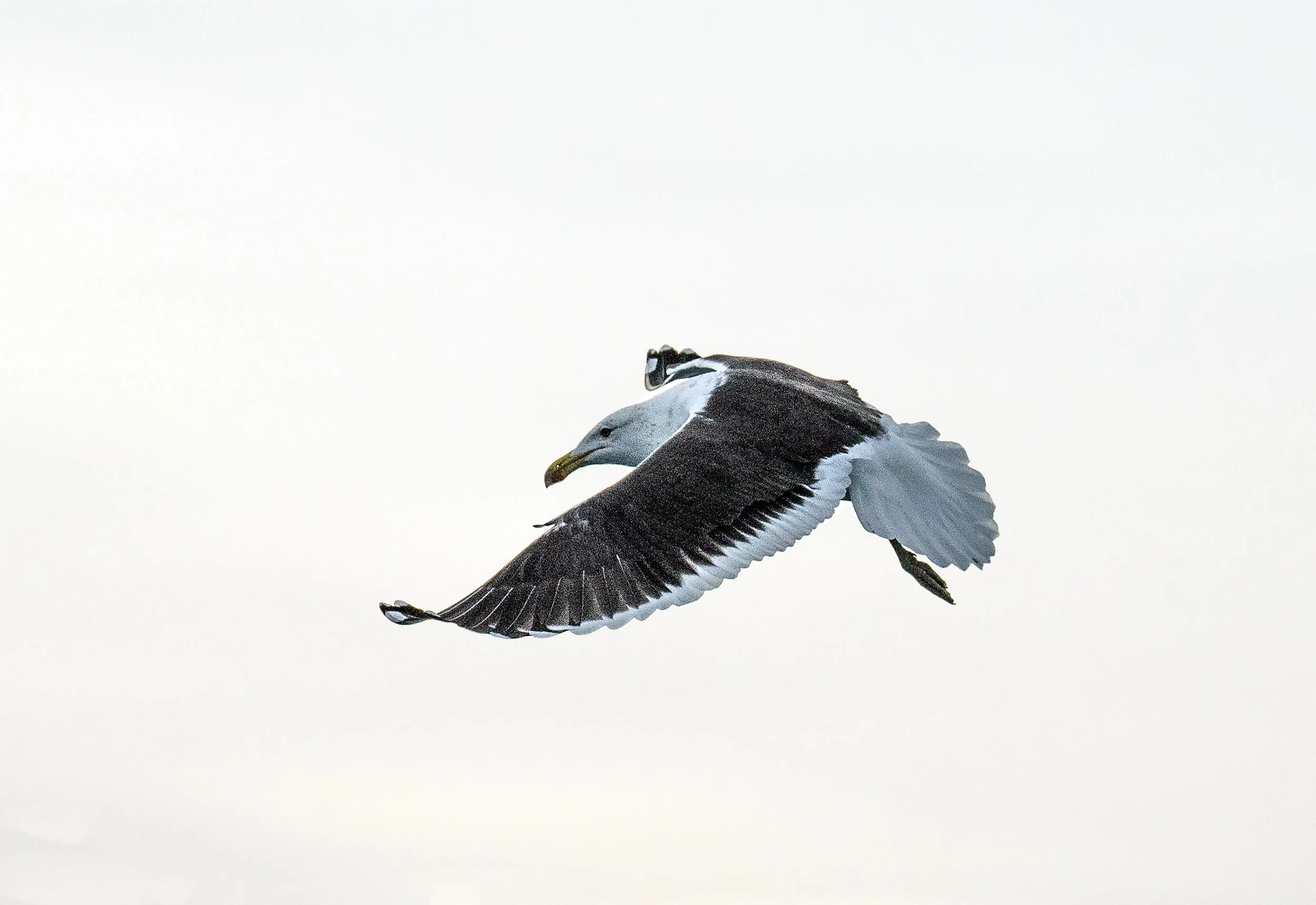 Albatross in Flight, Kaikoura, New Zealand 2017 (Wildlife 8)