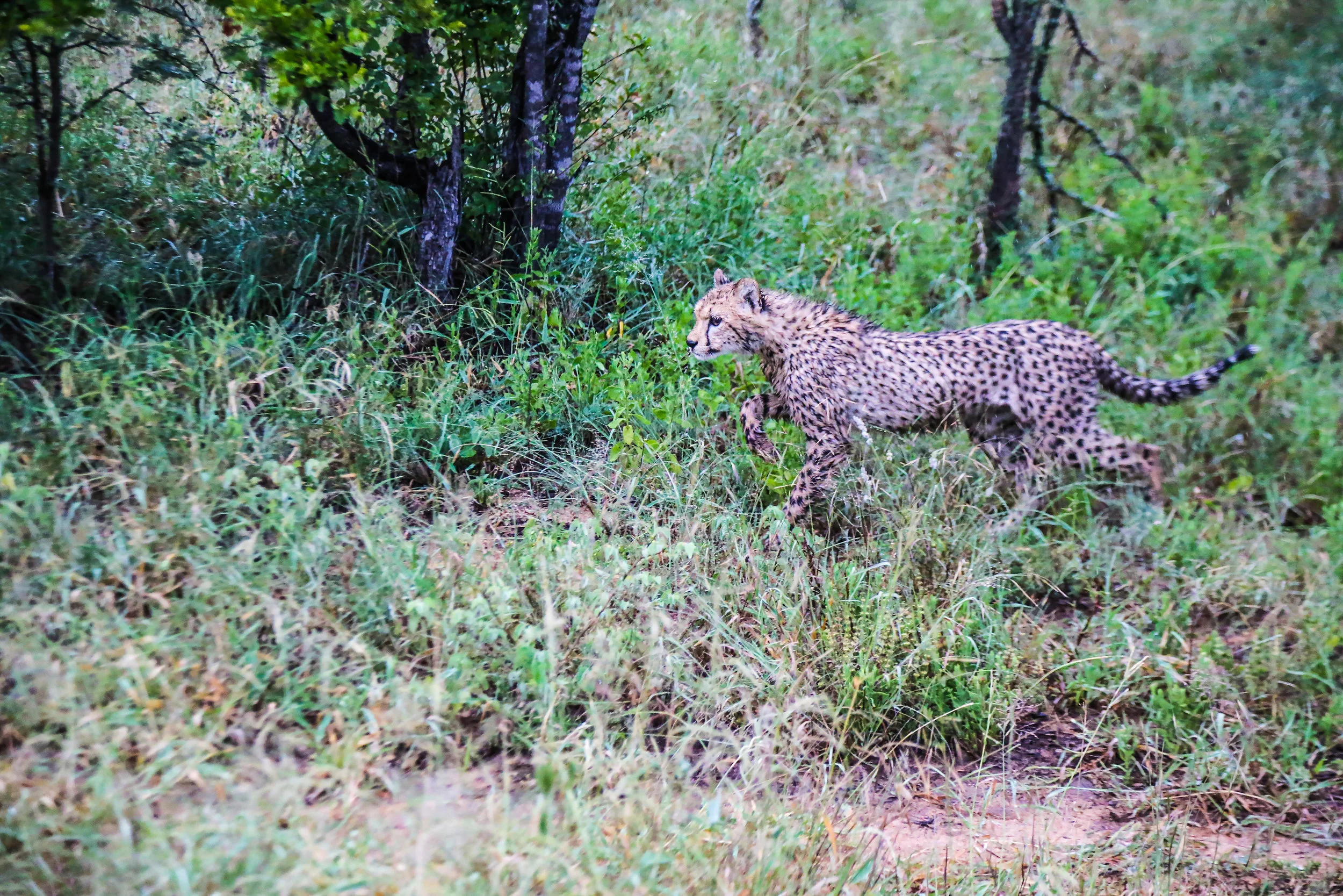 Wildlife 9.jpg