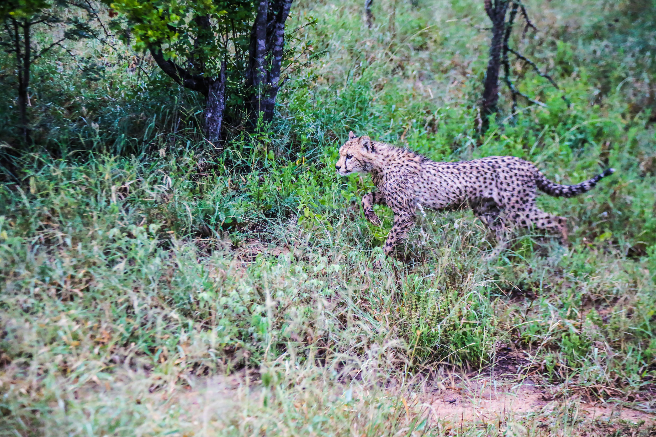Cheetah Hunting, Thornybush Game Reserve, Kruger National Park, Limpopo, South Africa 2018 (Wildlife 9)