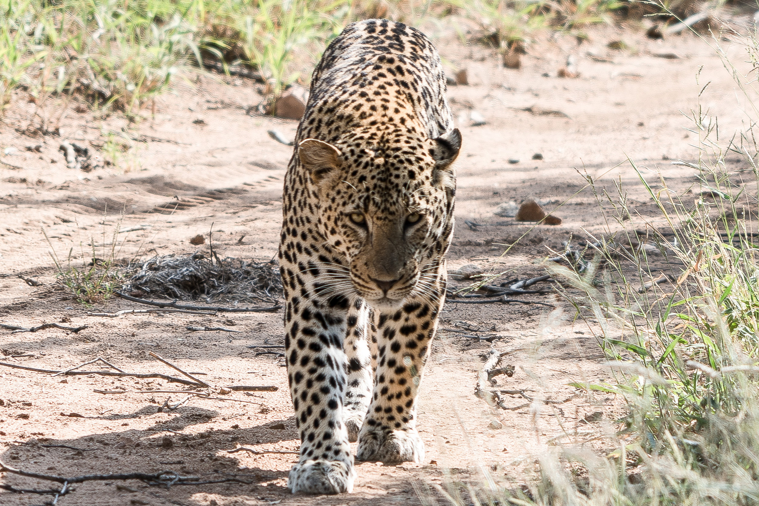 Leopard, Thornybush Game Reserve, Kruger National Park, Limpopo, South Africa 2018 (Wildlife 10)