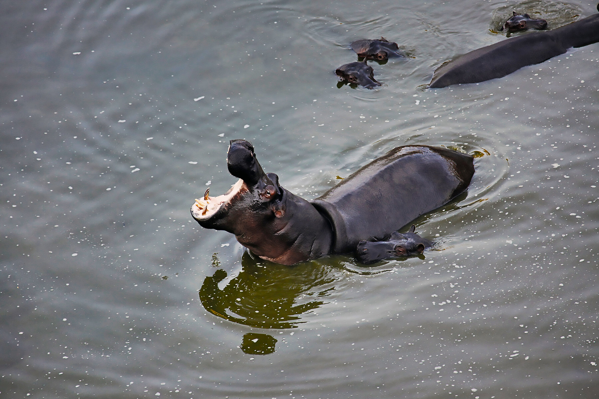 Zebras in LIne, Thornybushl Game Reserve, Kruger National Park, Limpopo, South Africa 2018 (Wildlife 15)