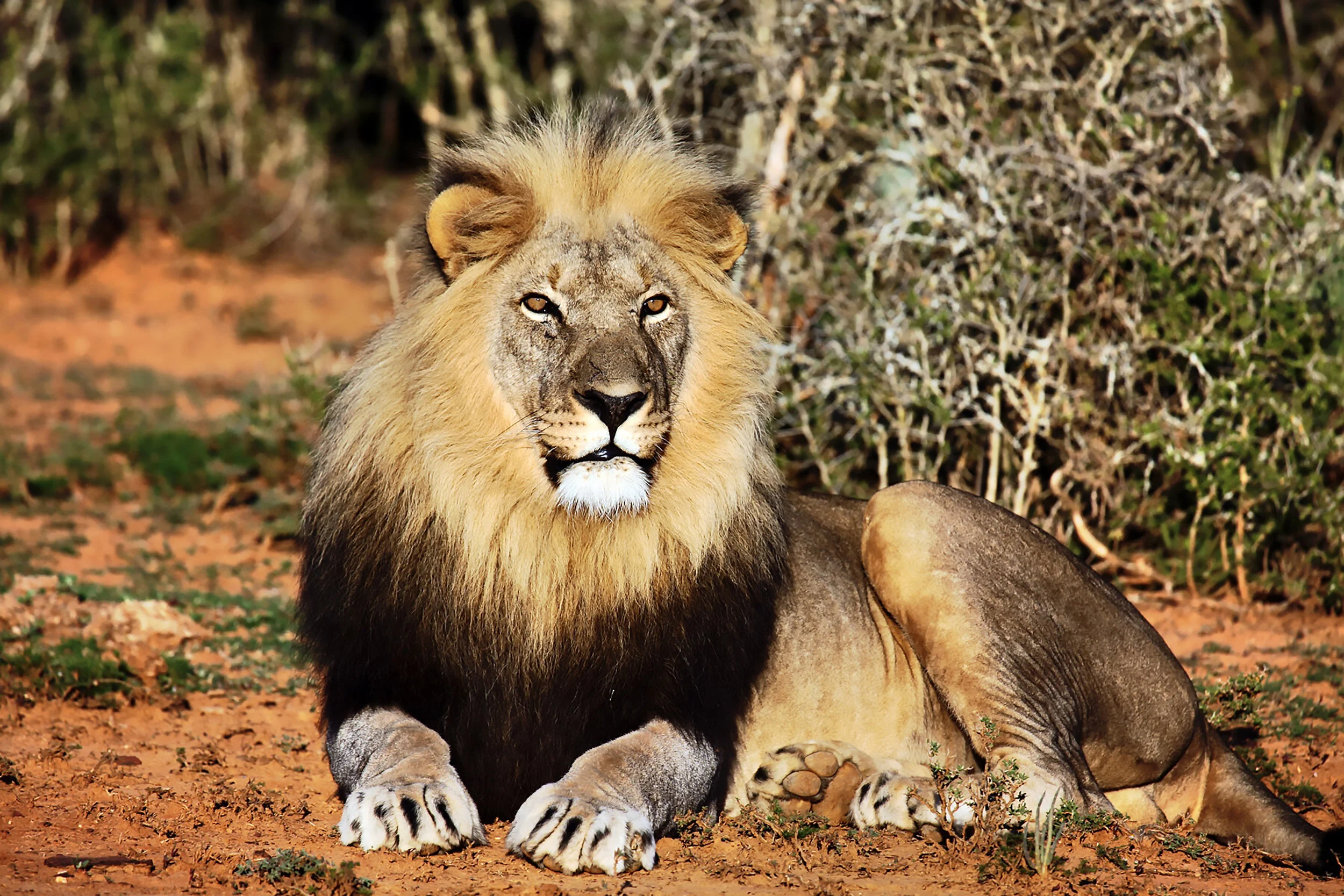 Lion Portrait 2, Shamwari Game Reserve, Eastern Cape, South Africa 2010 (Wildlife 12)