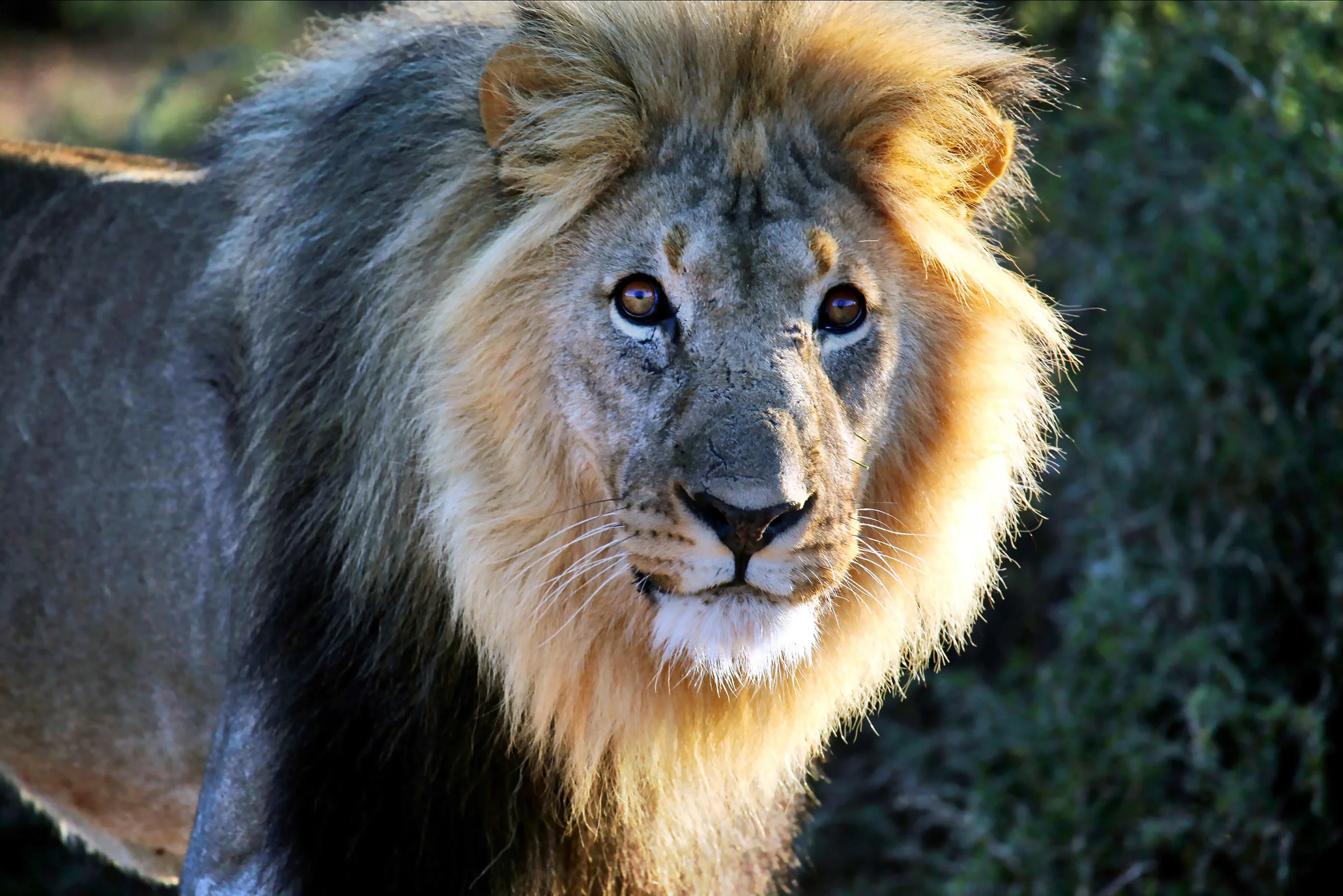 Lion Portrait, Shamwari Game Reserve, Eastern Cape, South Africa 2010 (Wildlife 13)