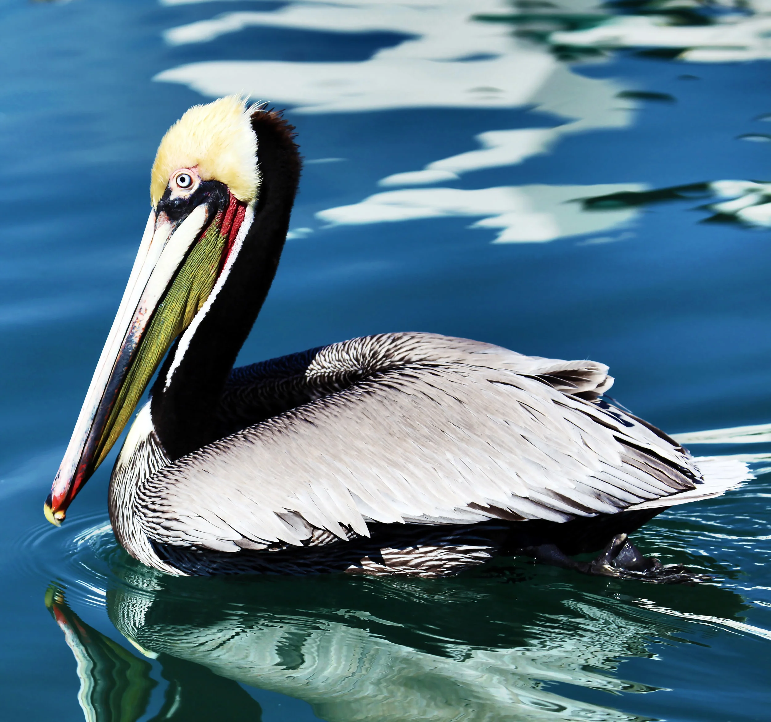 Wildlife 14.jpg