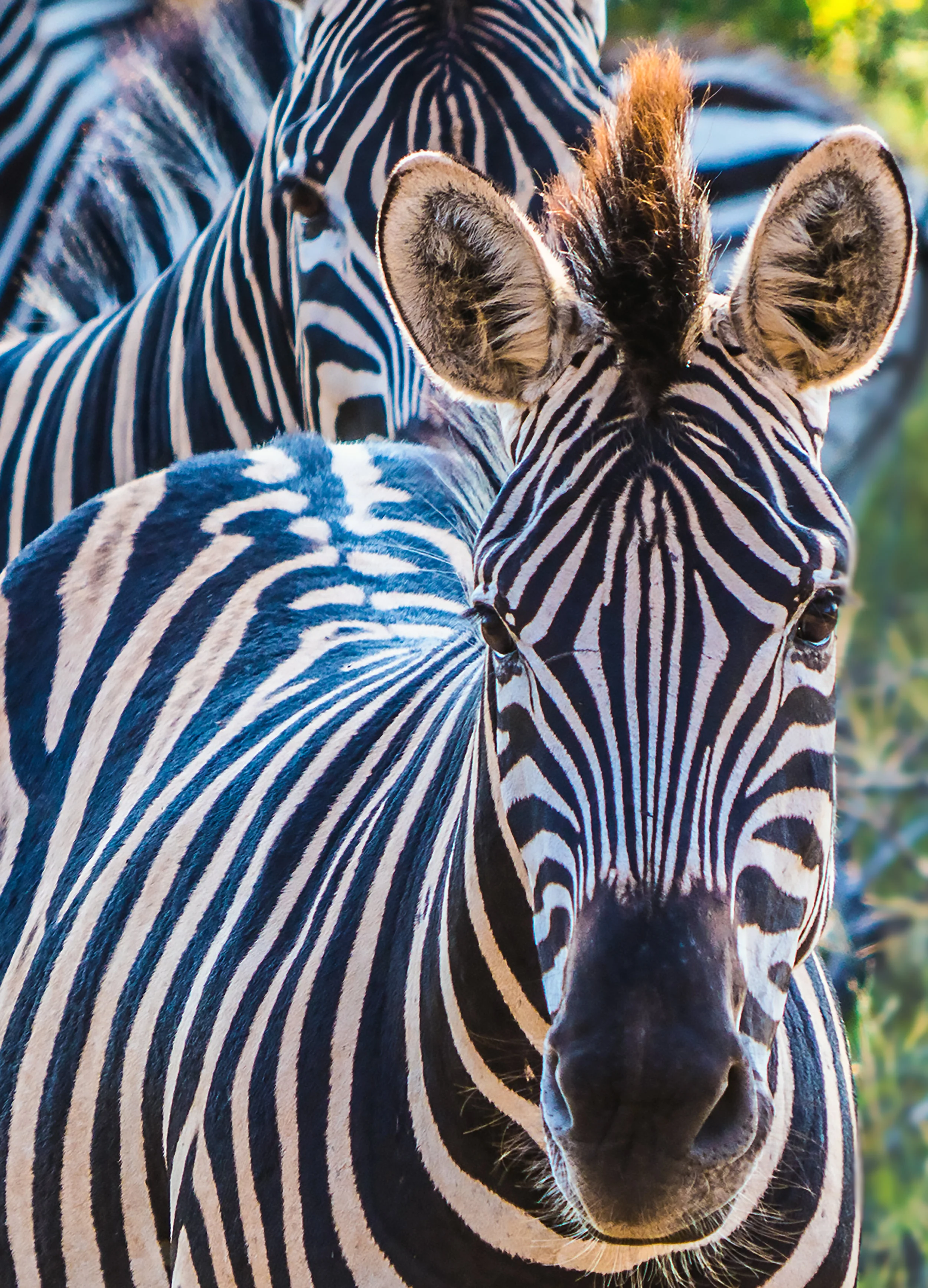 Zebra Portrait, Thornybush Game Reserve, Kruger National Park, Limpopo, South Africa 2018 (Wildlife 15)