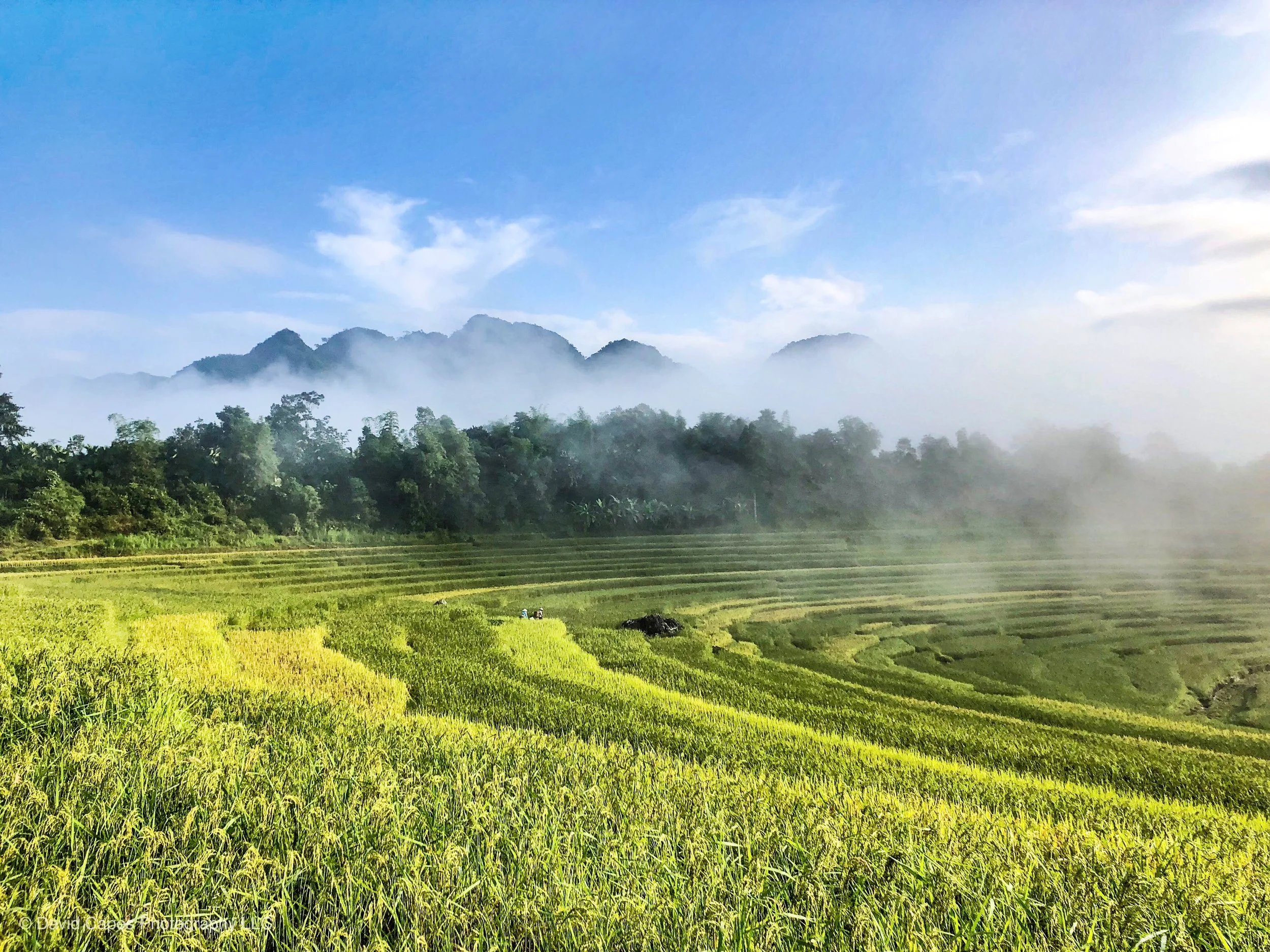 Rice Terraces, Vietnam 2018 (Natural Landscapes 29)
