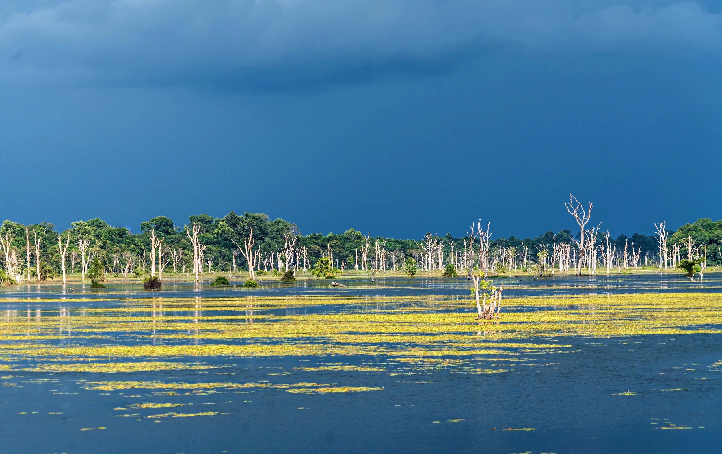 Angkor Lake, Siem Reap, Cambodia 2018 (Natural Landscapes 30)