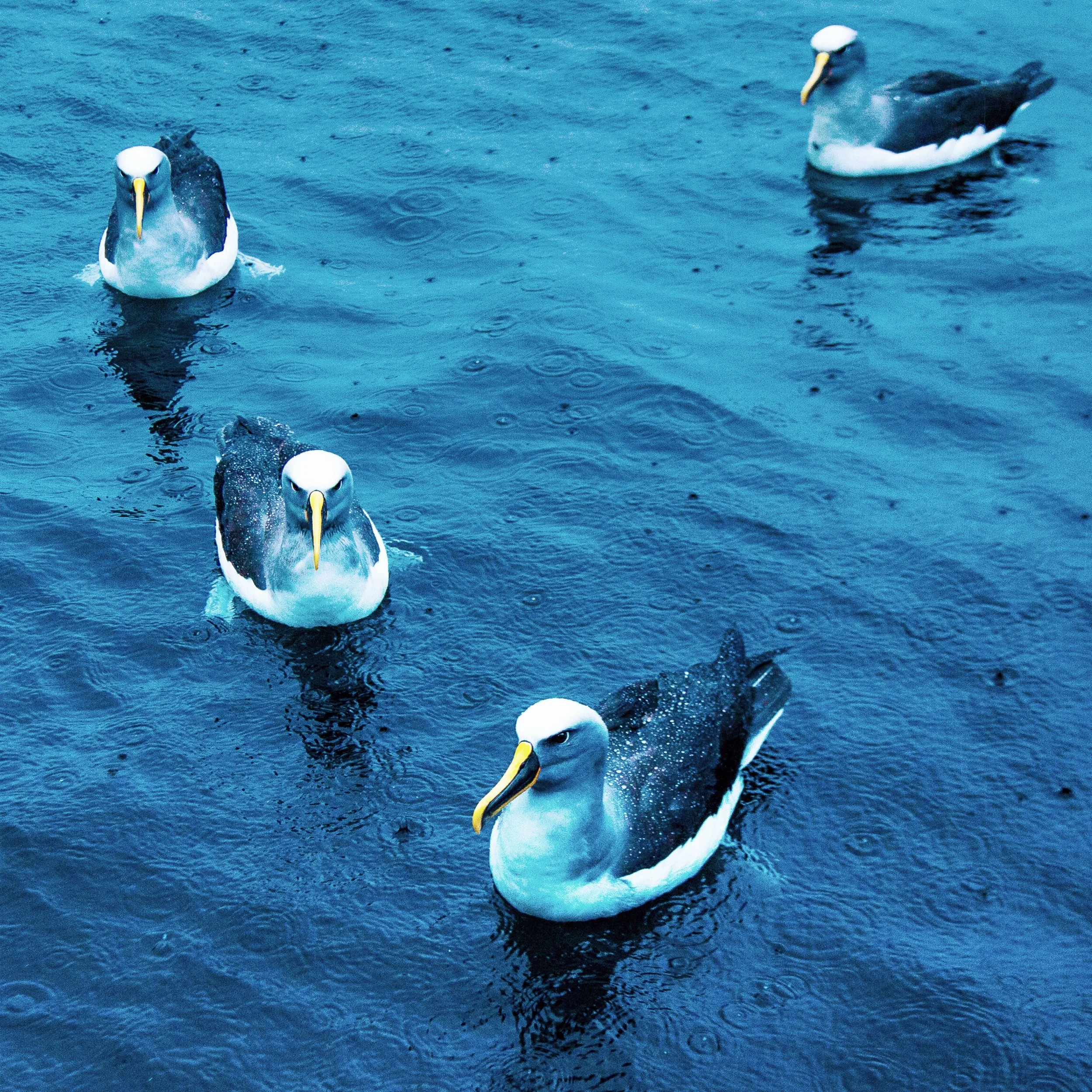 Shy Mollymalks asa Shy Albatross, Doubtful Sound, South Island, New Zealand 2017 (Wildlife 16)