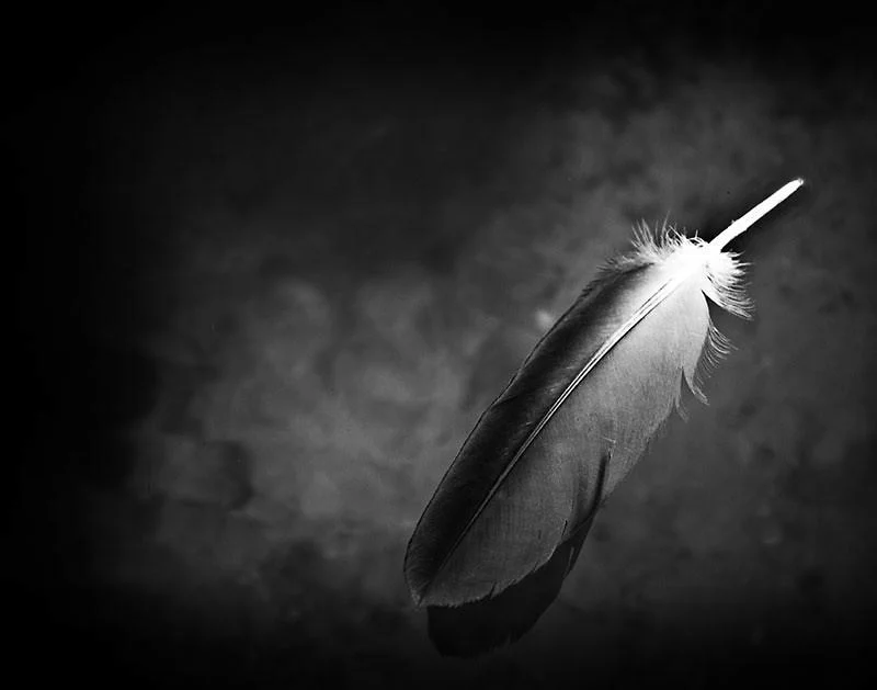 Feather_Floating_on_a_Dark_Pond_IMG_4030_1024x1024.jpg