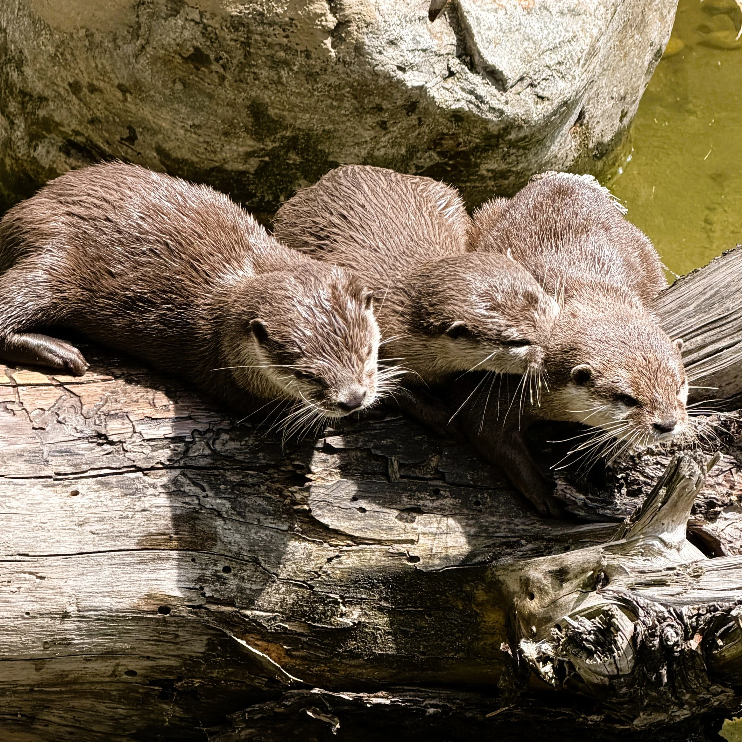 Tierpark Berlin, drei Zwergkrallenotter