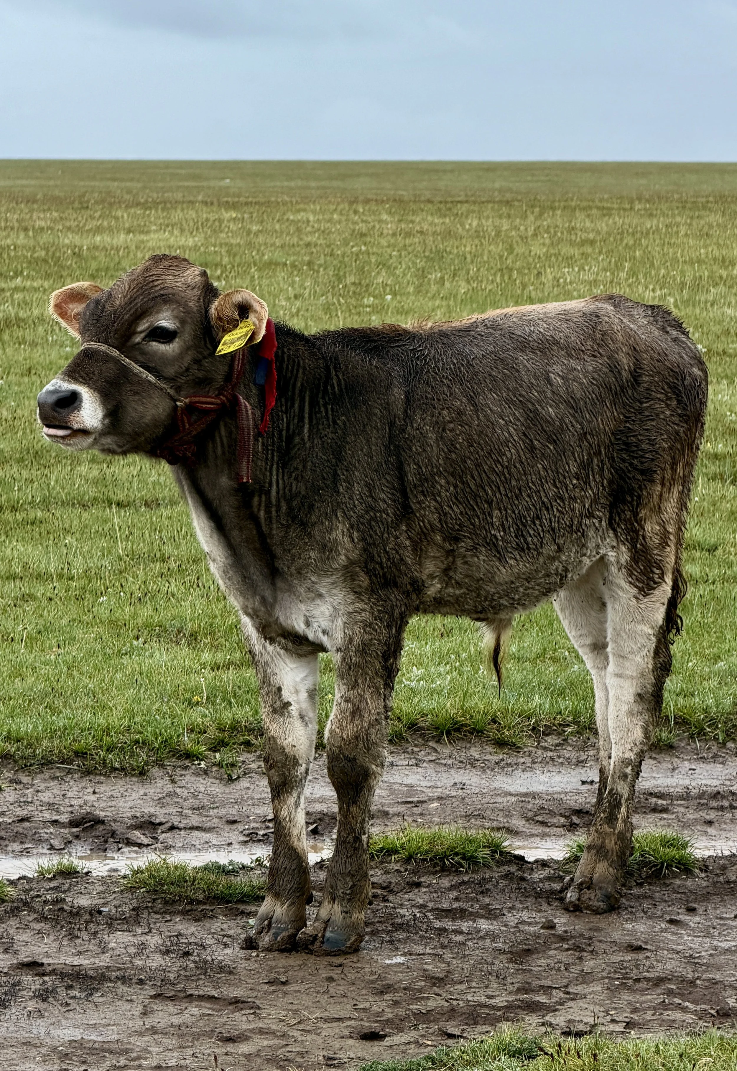Kirgistan Reisebericht, Kalb am Son-Köl