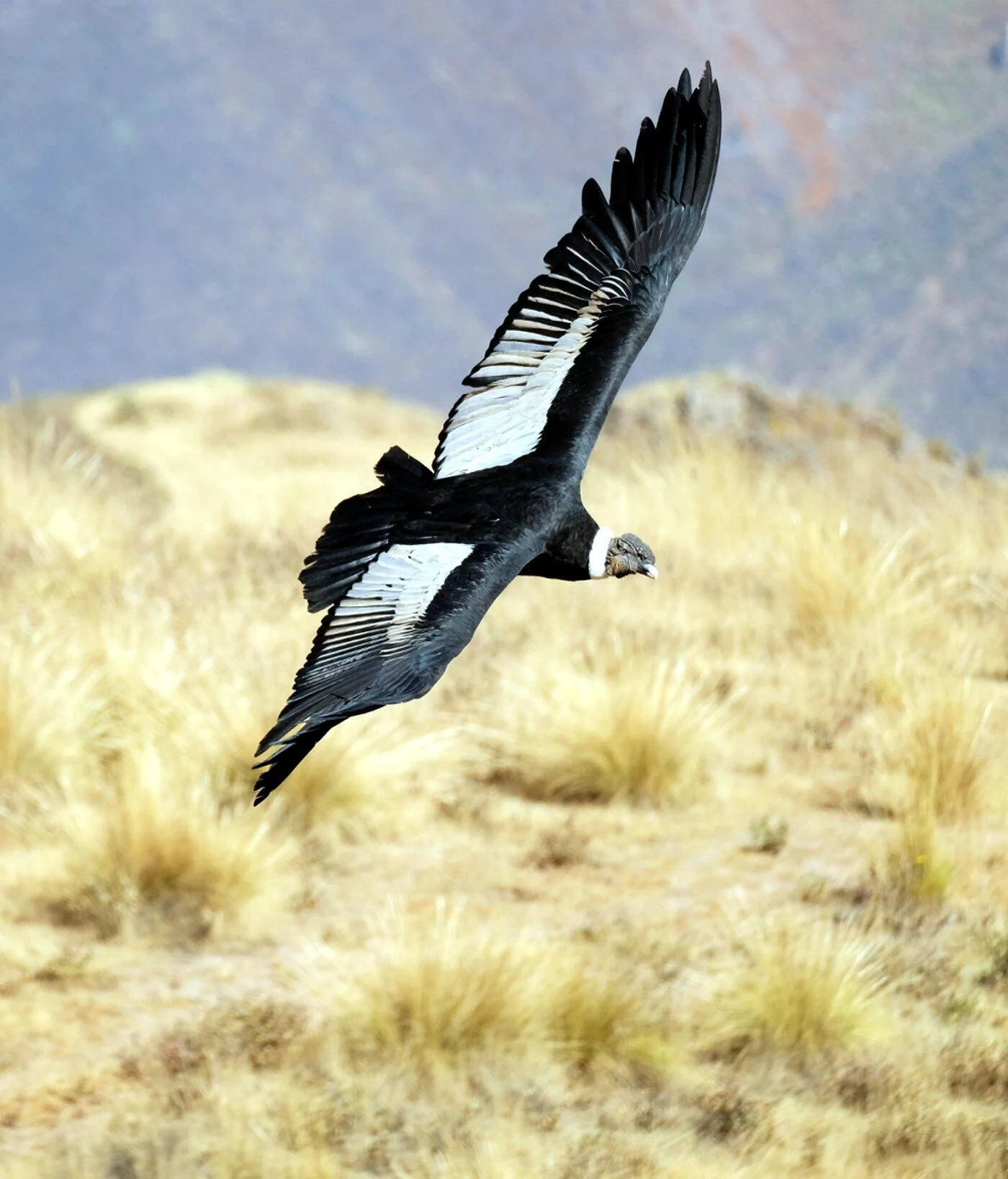 Colca_012.jpg
