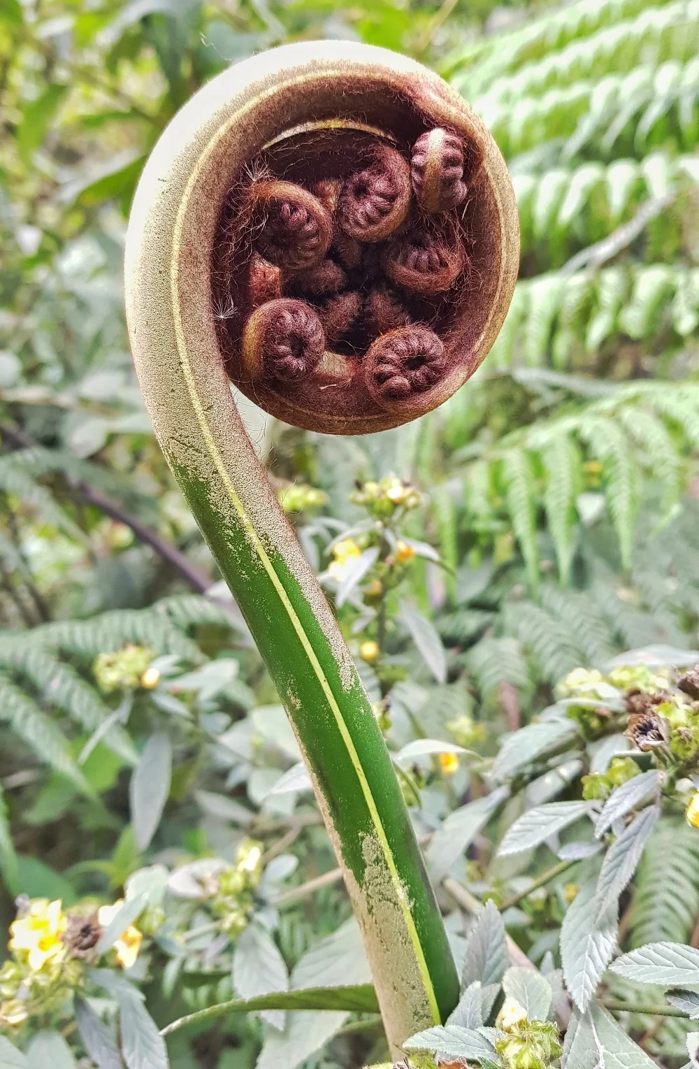 Manu Nationalpark Farn.jpg