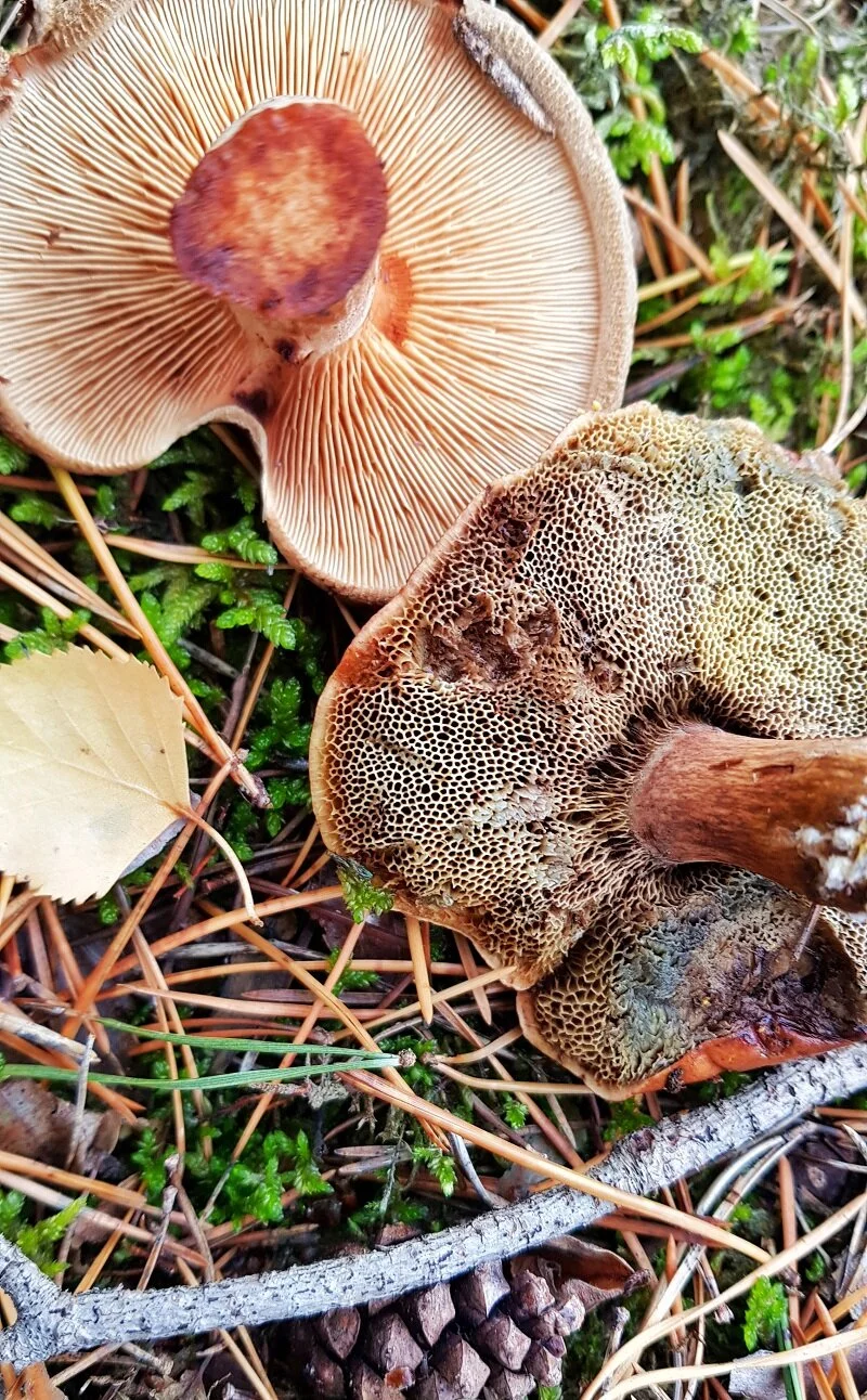 Lammeln und Schwammpilzvergeleich.jpg