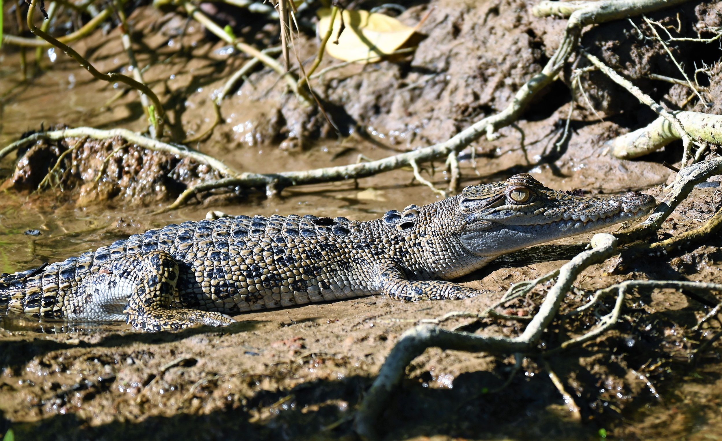 Daintree River