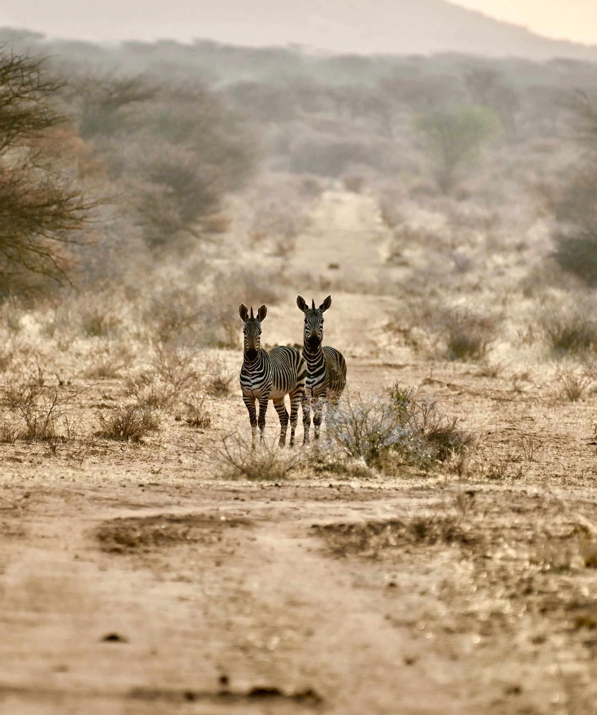 Auf eigene Faust durch Namibia und Botswana