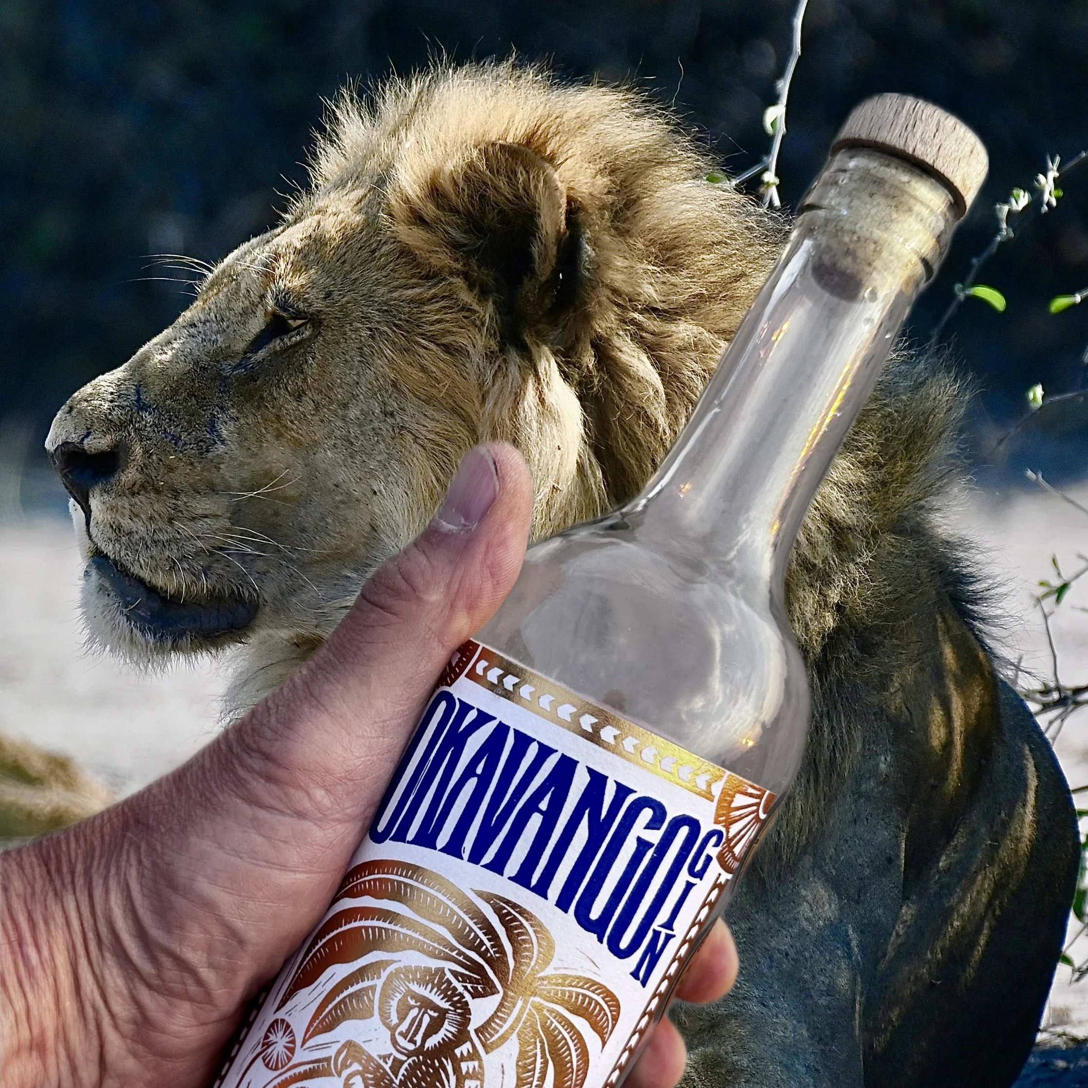 Bester Gin, Gin-Tasting, Okavango-Gin mit Löwe im Hintergrund