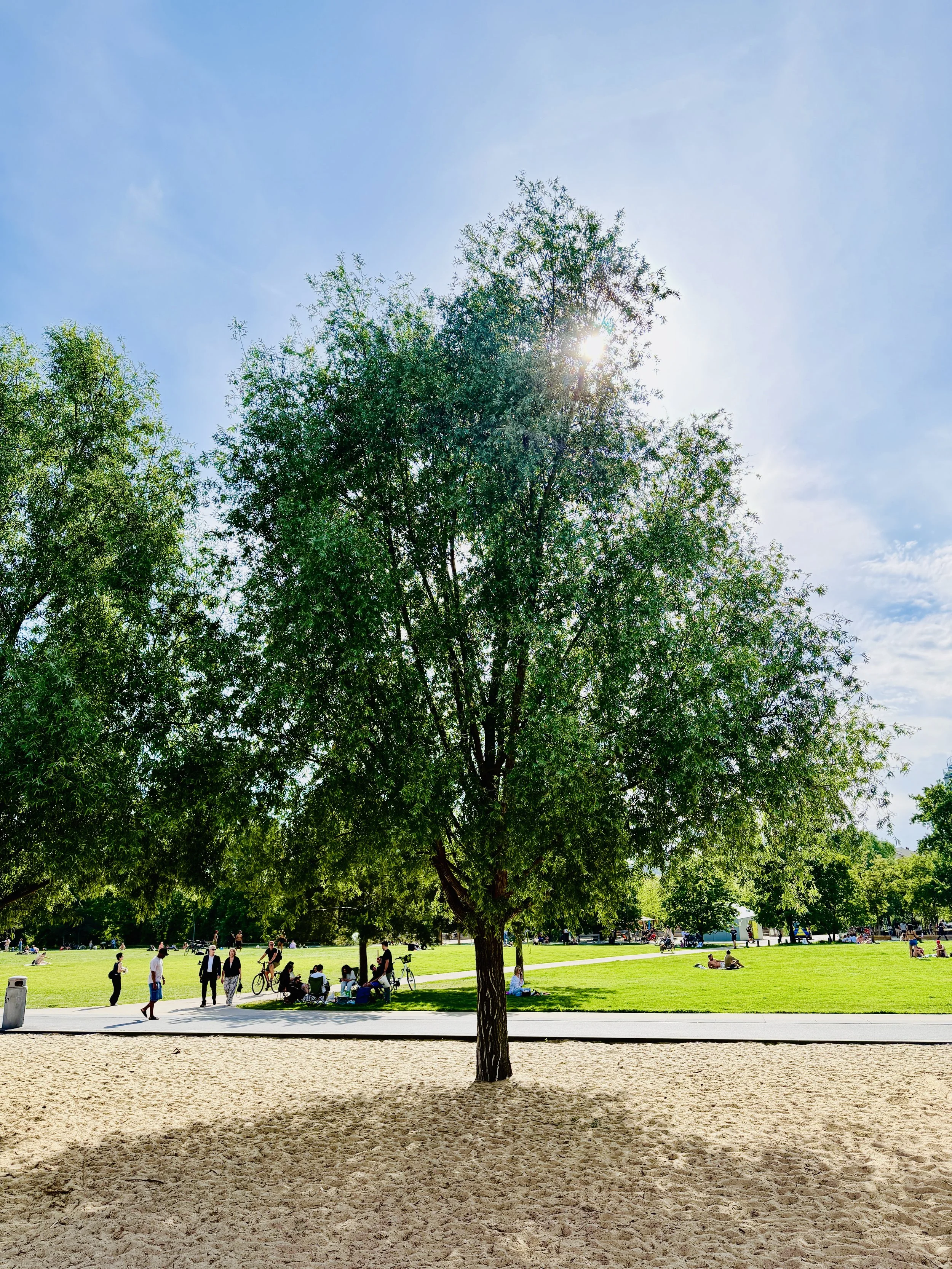 Auf dem Rad im Park am Gleisdreieck – die schönsten Parks in Berlin, großer Baum im Gegenlicht