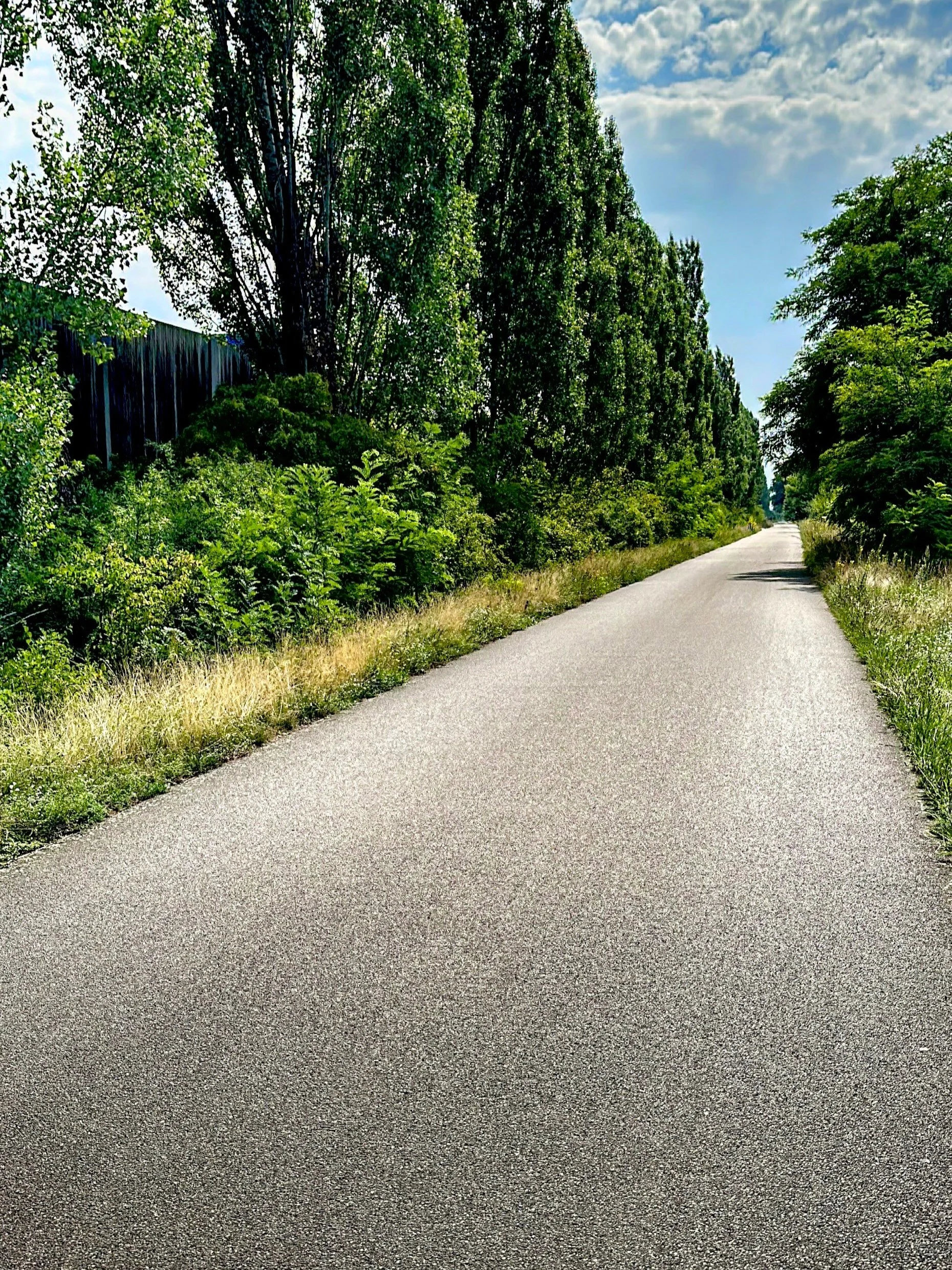 Berliner Mauerweg mit dem Fahrrad, Asphaltstrecke mit Bäumen