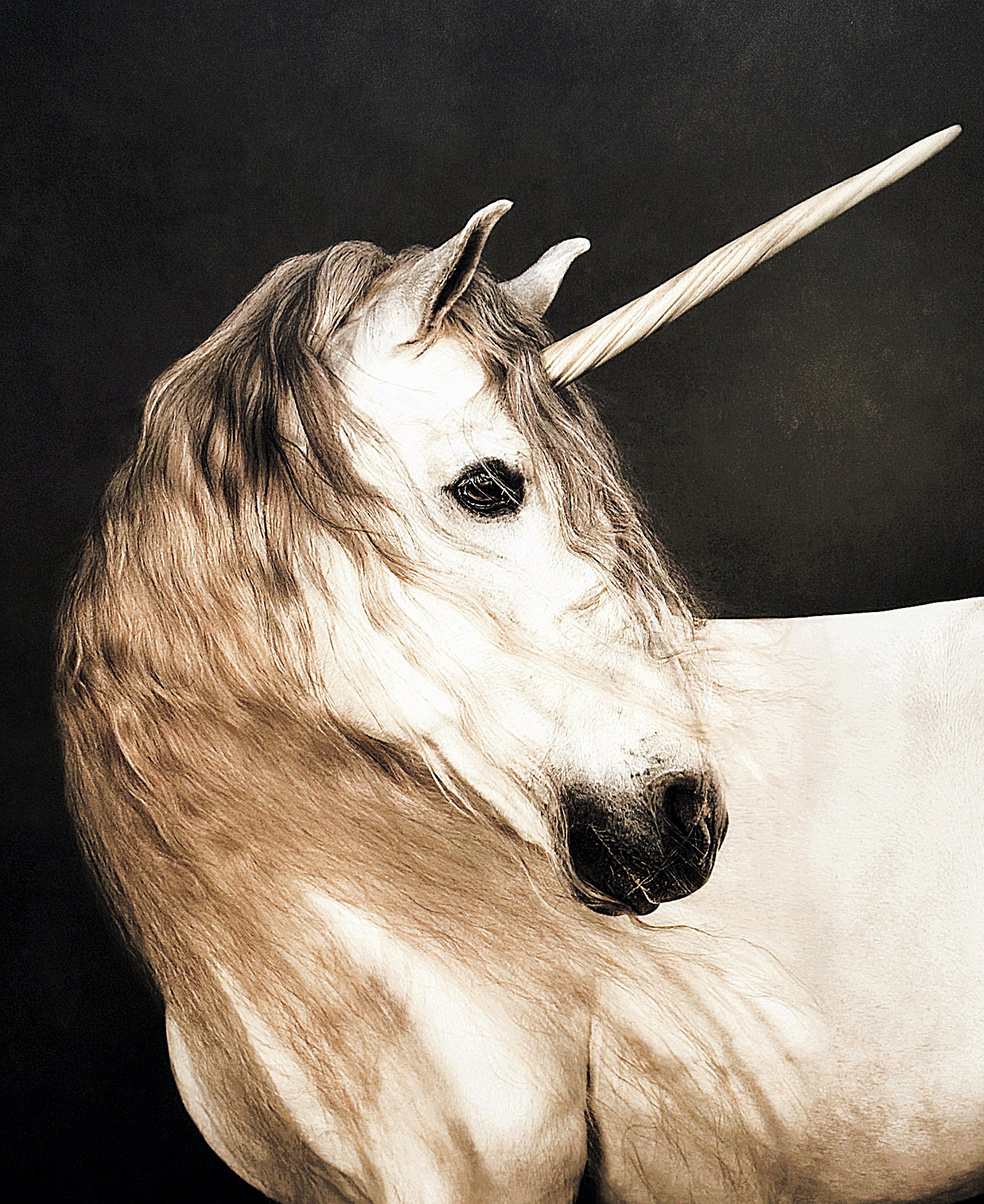 Einhorn. Das Fabeltier in der Kunst, White Unicorn, Bild von Marie Cécile Thijs