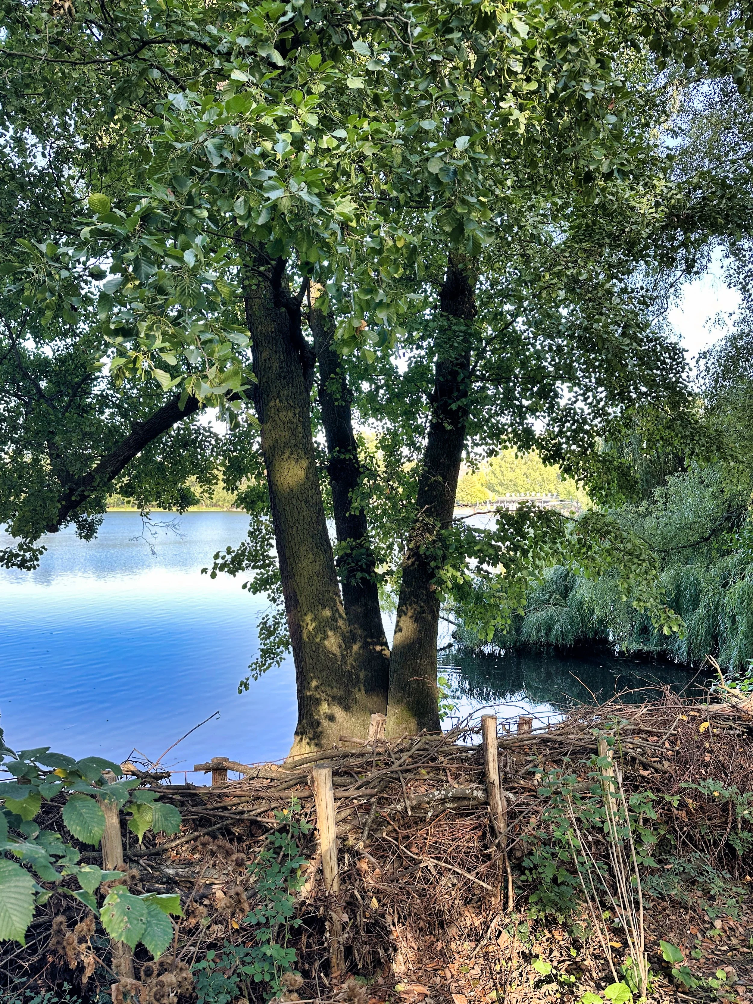 Berliner Bezirke mit dem Fahrrad erkunden, Bäume am Wasser