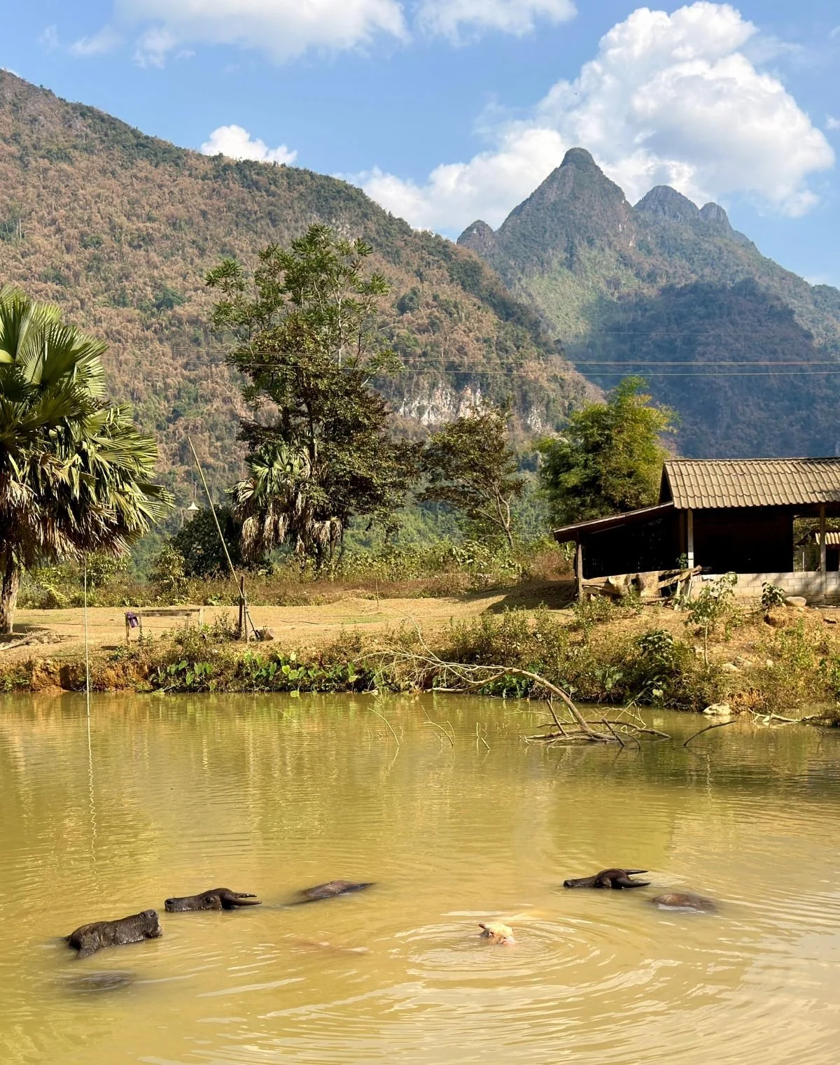 Laos - Rundreise auf eigene Faust - Wasserbüffel im Wasser