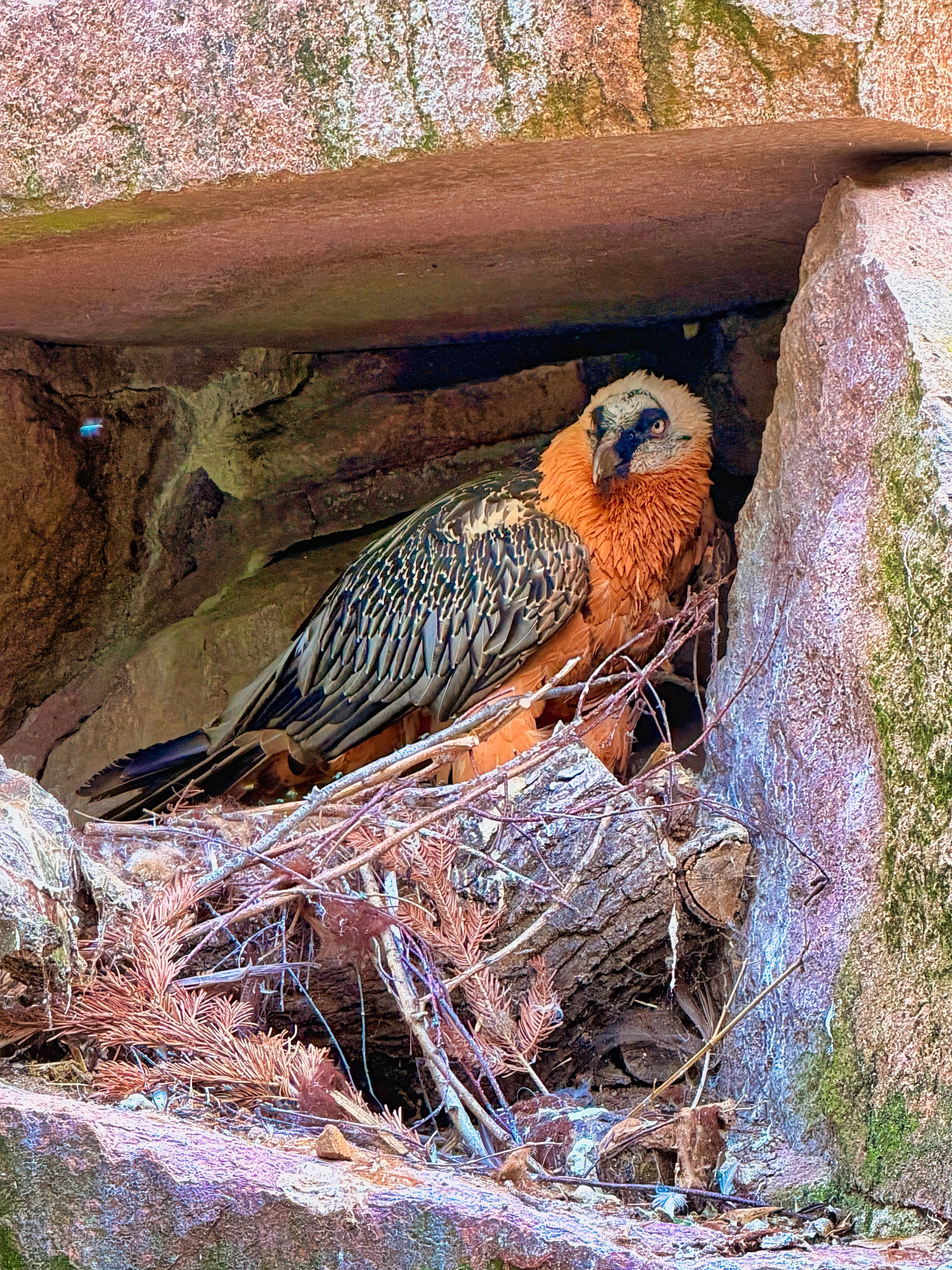 Tierpark Berlin, Bartgeier