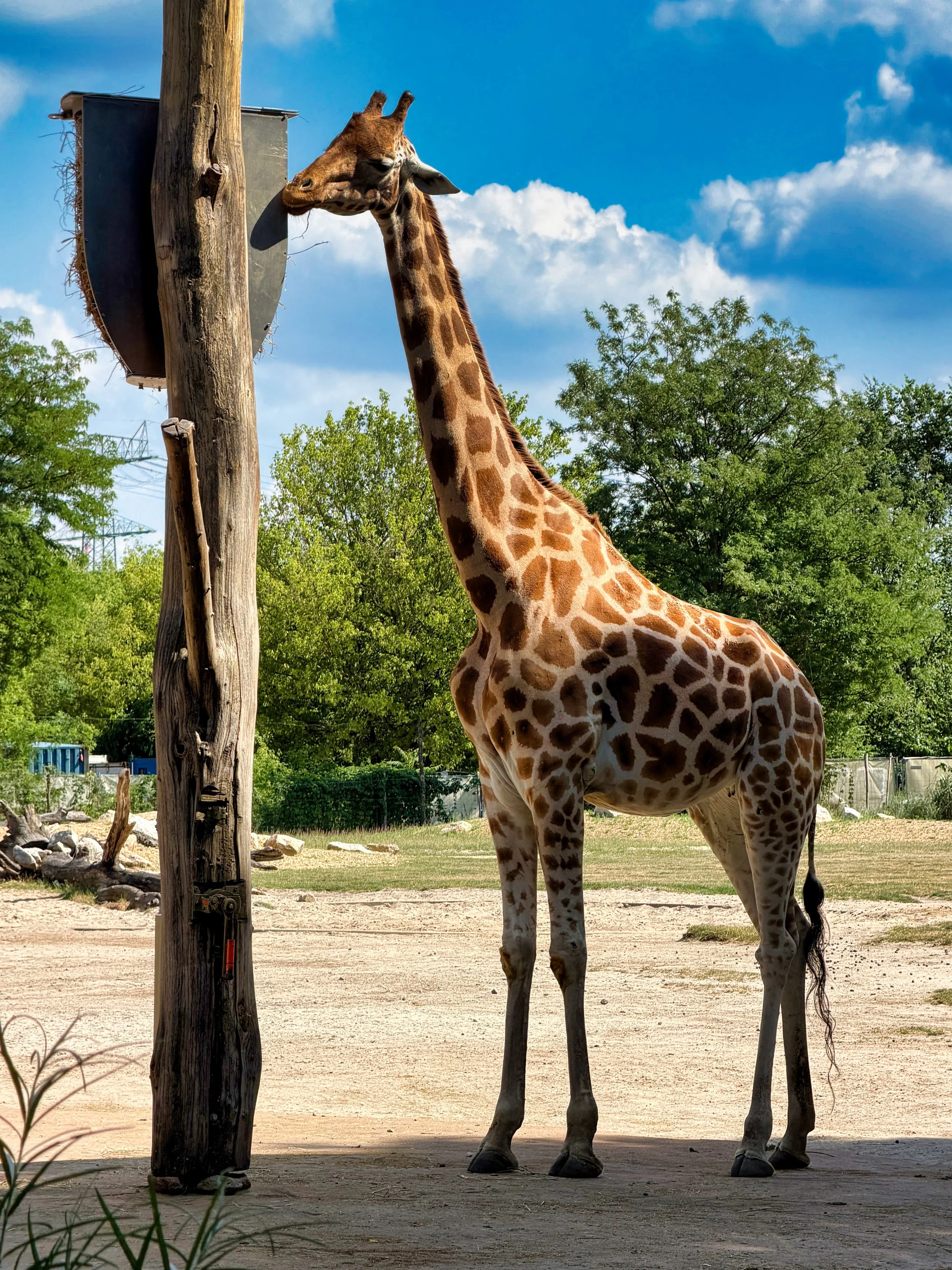 Tierpark Berlin, Giraffe an einem Graskorb fressend