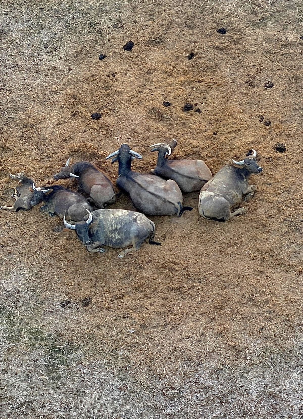Laos - Rundreise auf eigene Faust - Sieben Wasserbüffel auf trockener Weide von oben aus Heißluftballon aufgenommen