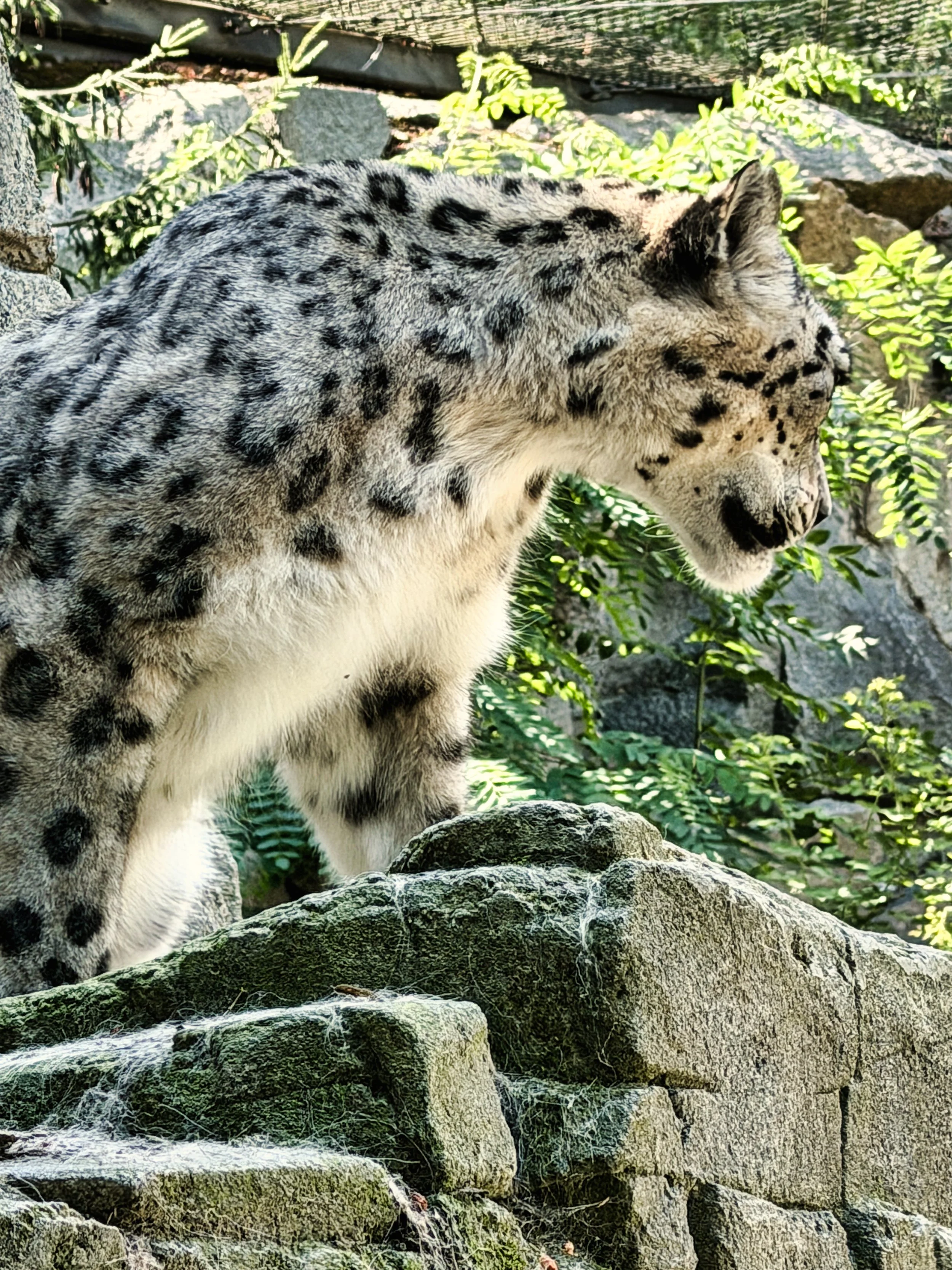 Tierpark Berlin, Schneeleopard