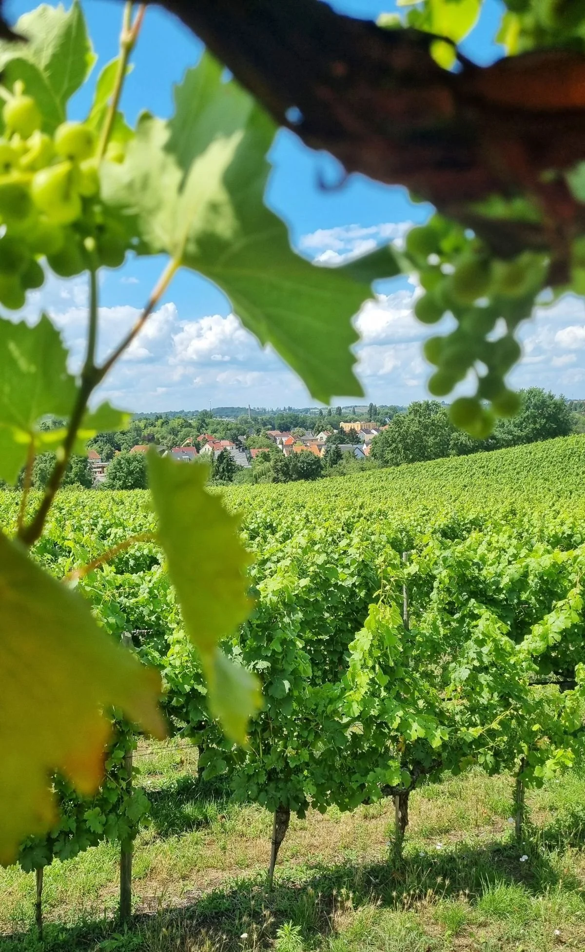 Ausflugsziele Brandenburg - Blick zwischen Weinreben auf Dorf