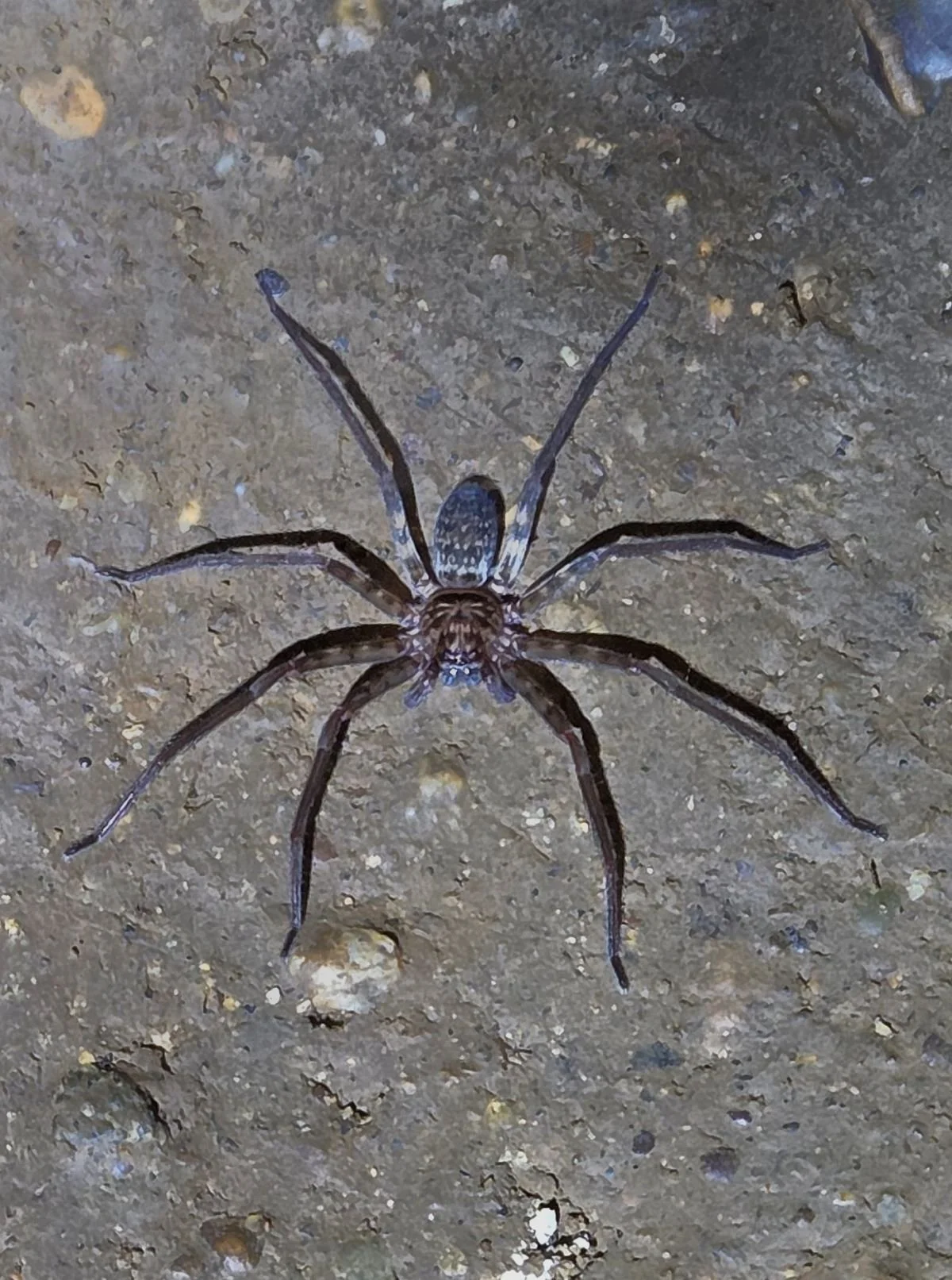 Laos - Rundreise auf eigene Faust - Spinne in Höhle