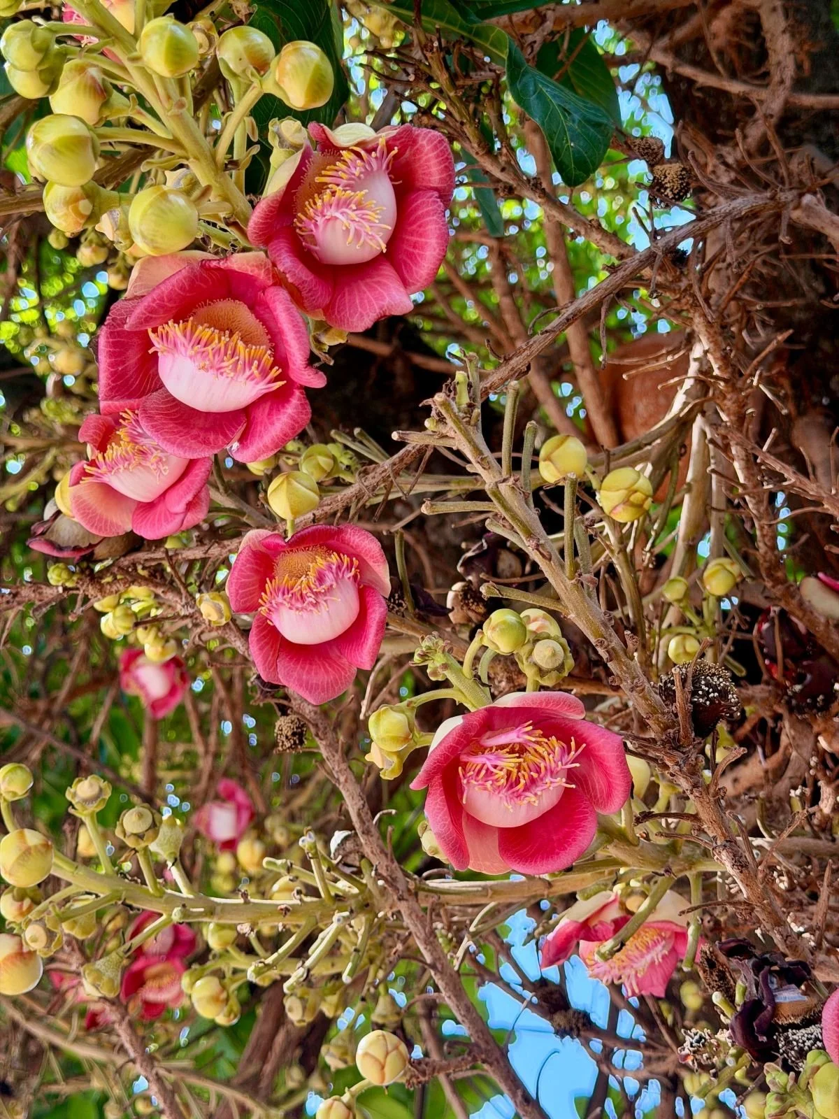 Laos - Rundreise auf eigene Faust - Blüten des Kanonenkugel-Baums