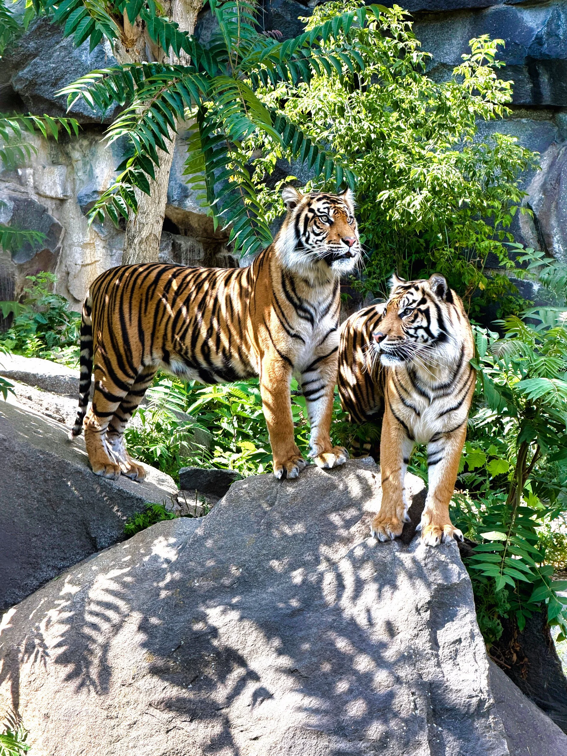 Tierpark Berlin, Sumatra-Tieger-Pärchen