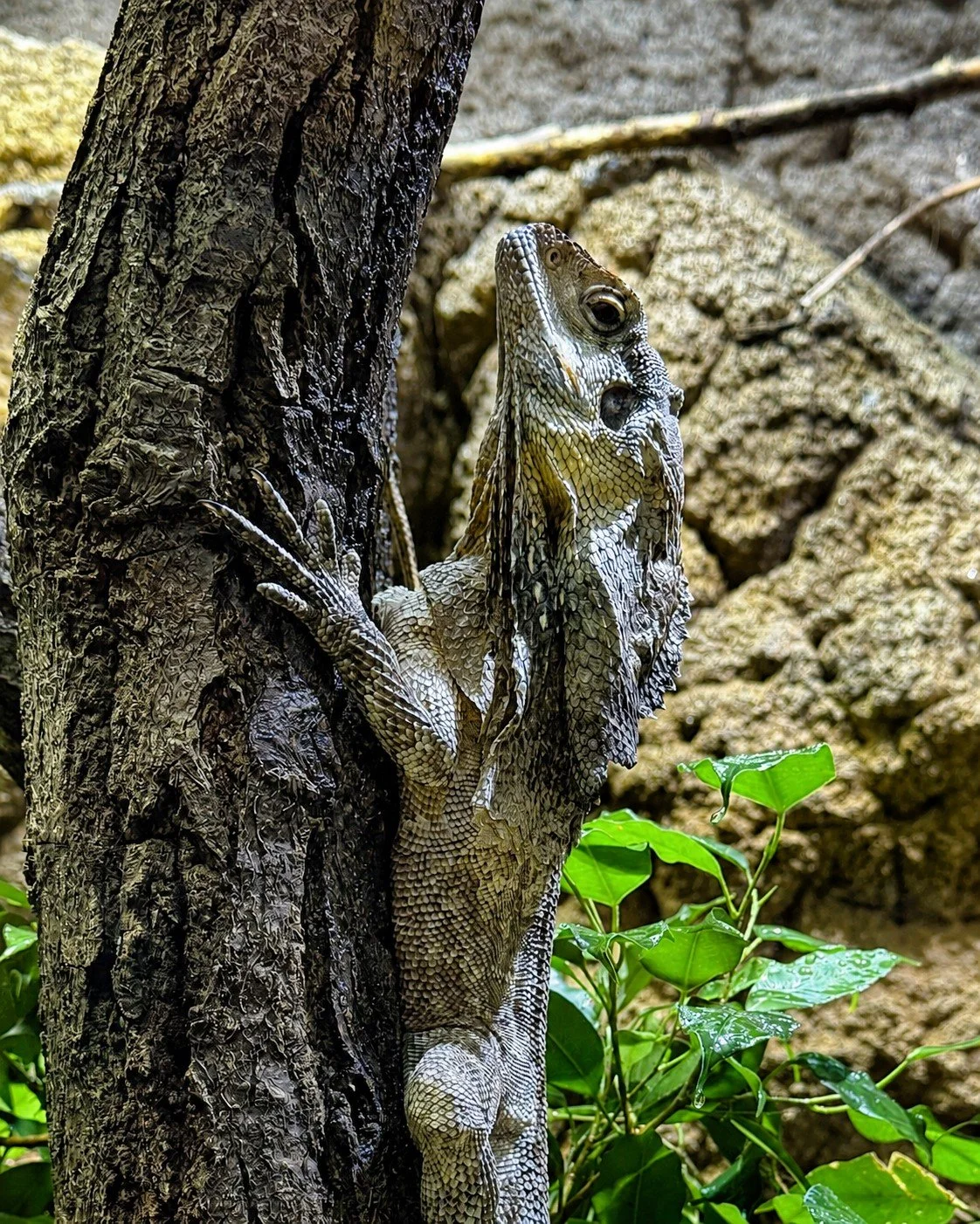 Tierpark Berlin, Kragenechse auf einem Baum sitzend