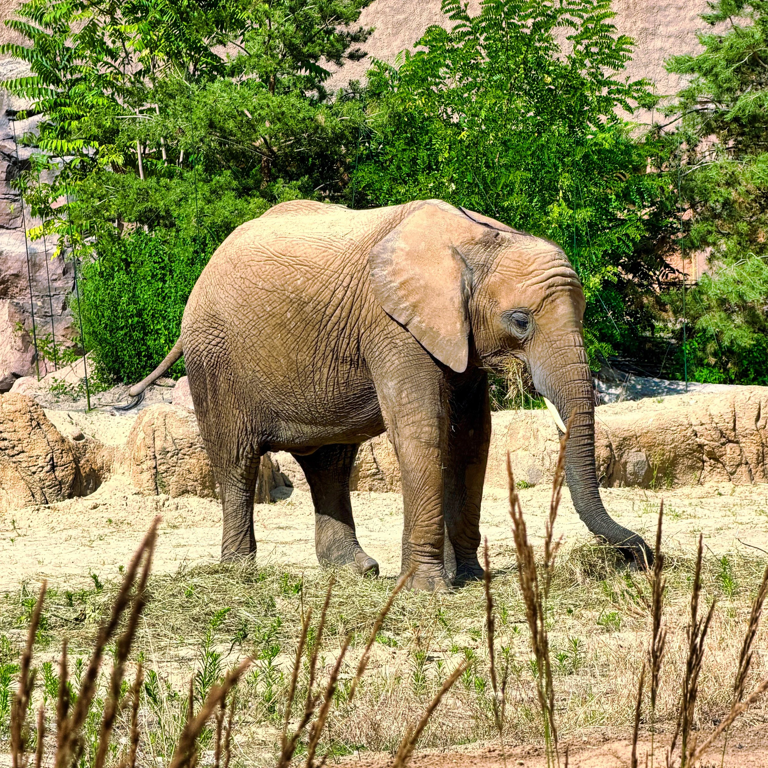 Tierpark Berlin, afrikanischer Elefant