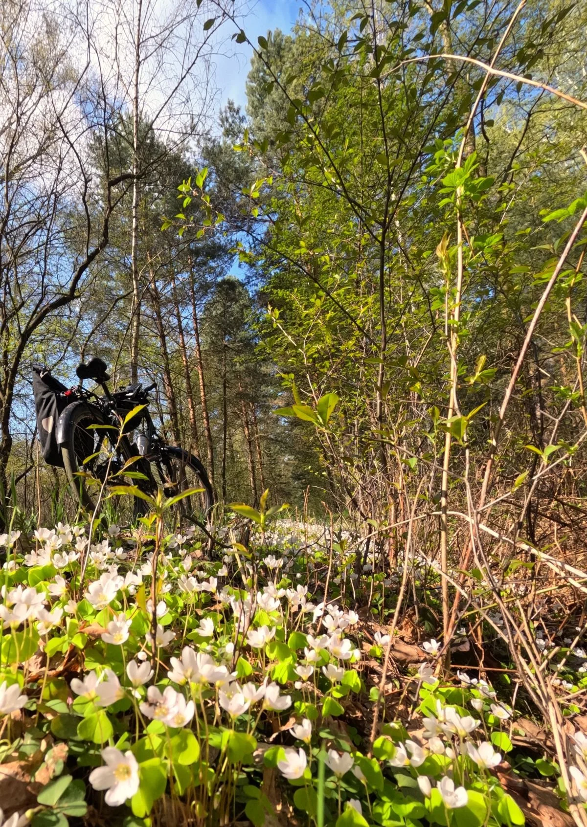 Radtouren Brandenburg - Fahrradblog Berlin -Brandenburg -Abgestelltes Fahrrad hinter Wald-Sauerklee