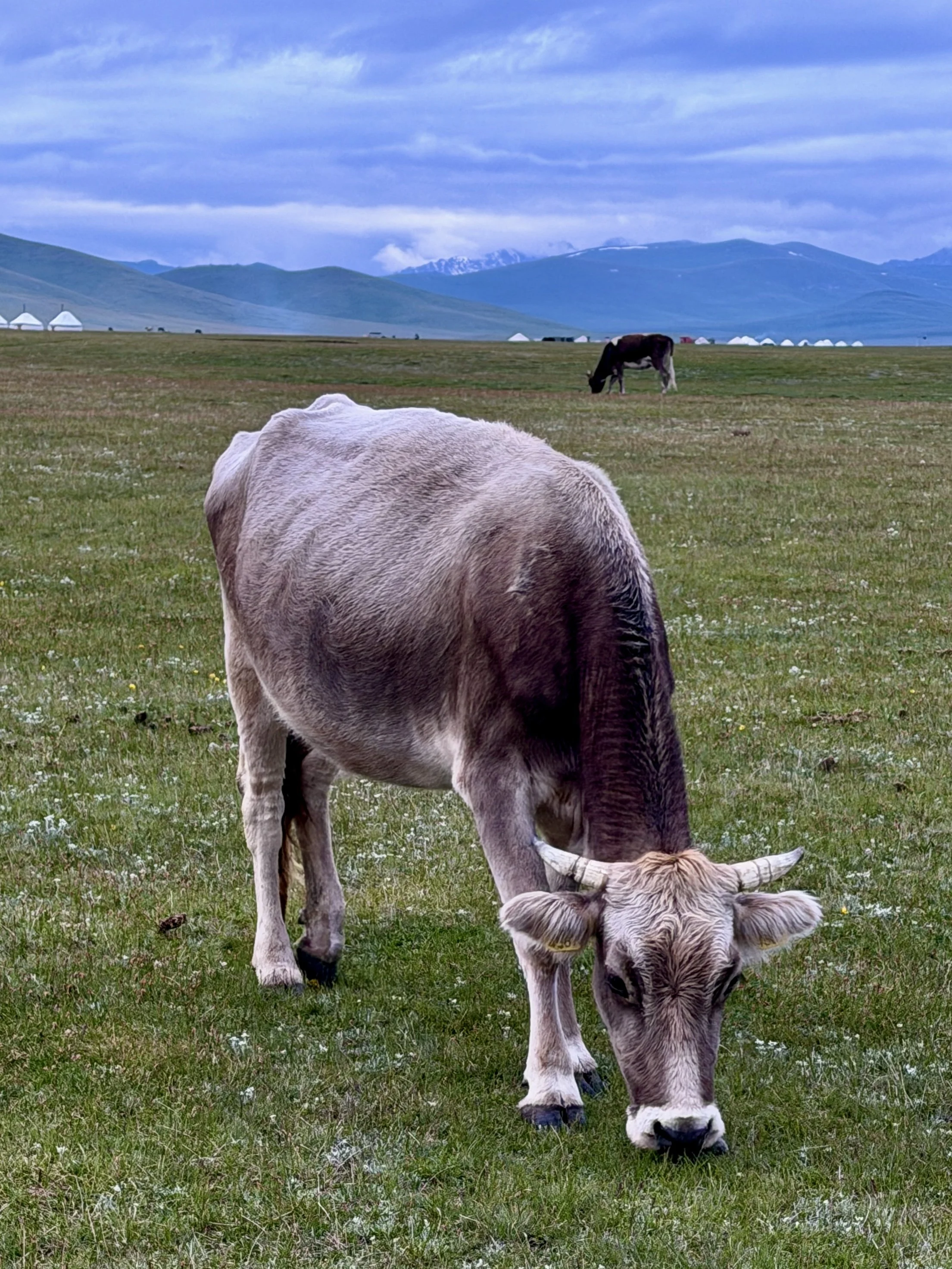 Kirgistan Reisebericht, Kalb auf einer Wiese am Son-Köl