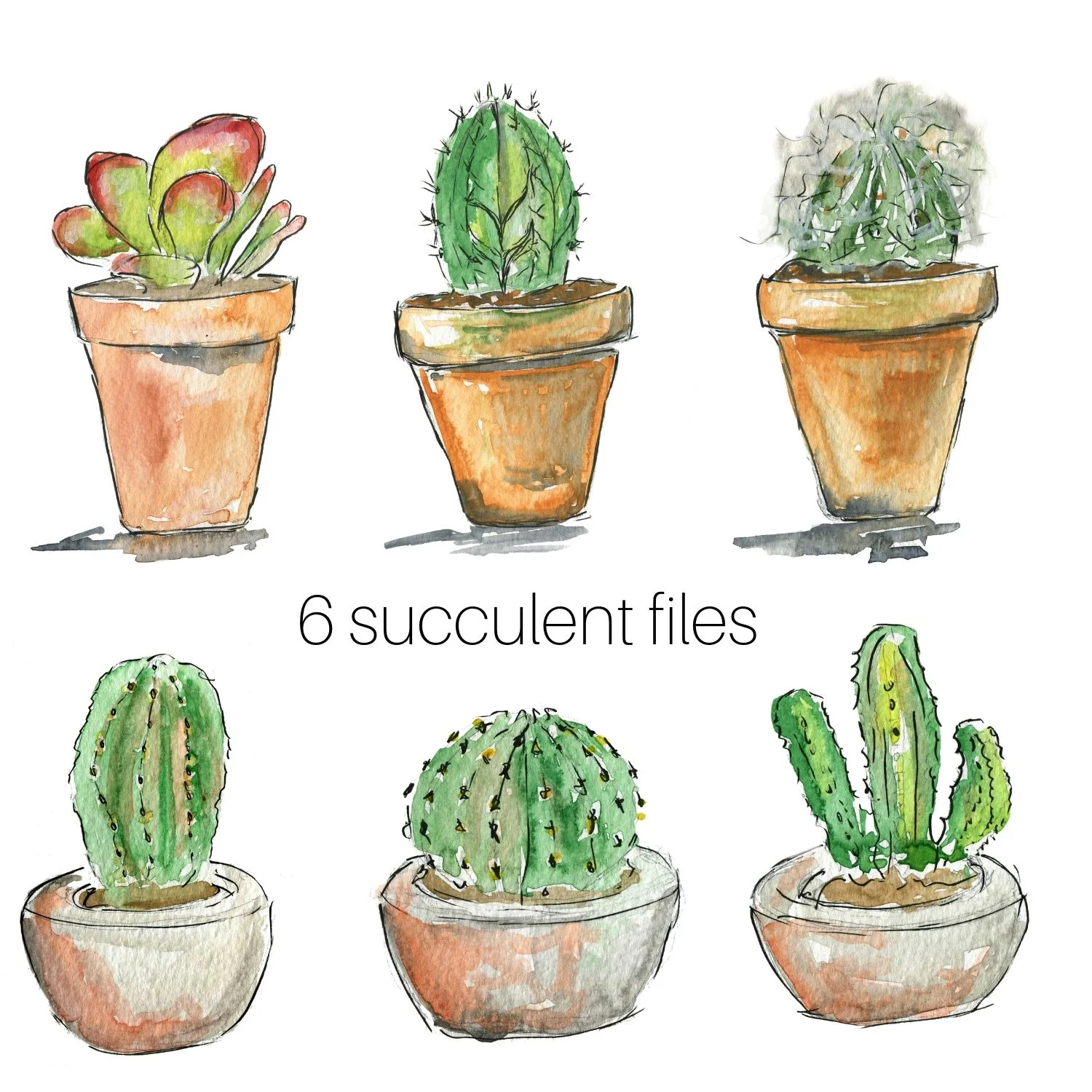 6 succulents.jpg
