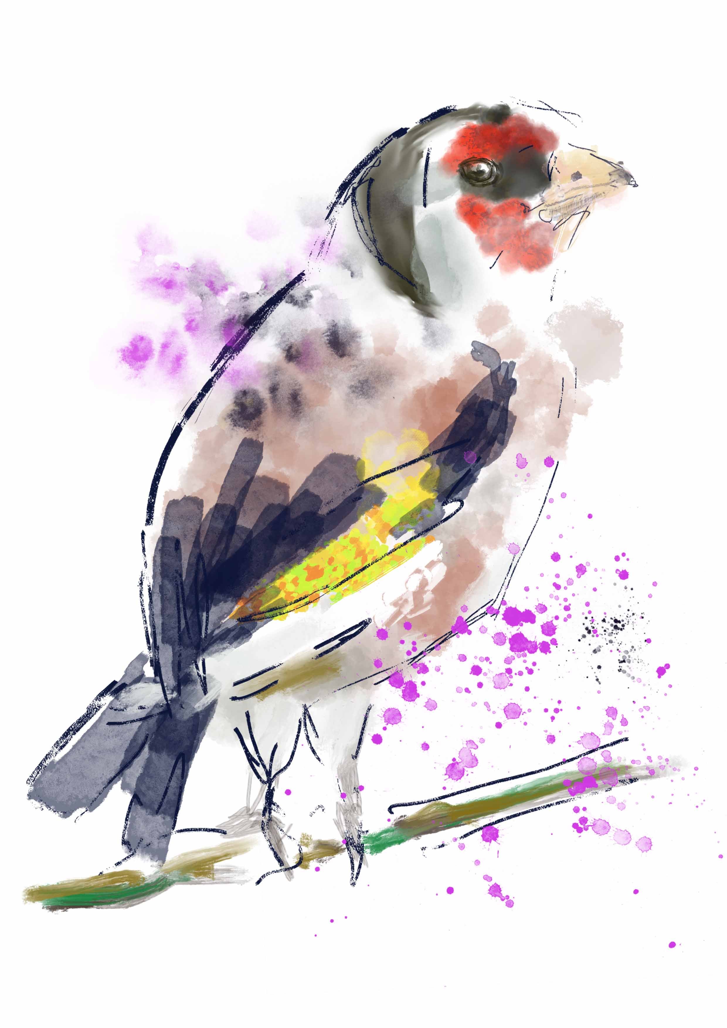 Goldfinch copy.jpg