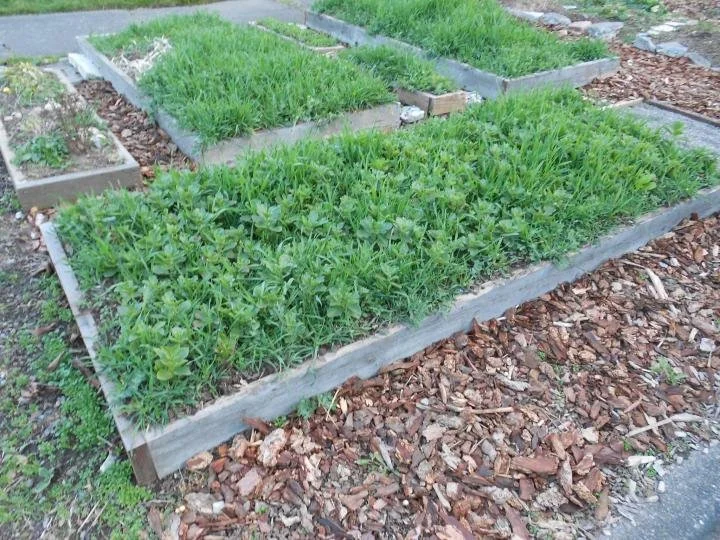 Cover-crops.jpg