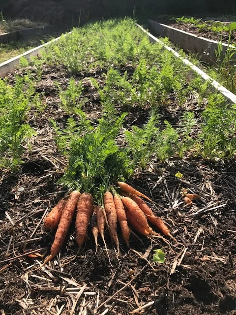 Souper Farm Carrots!