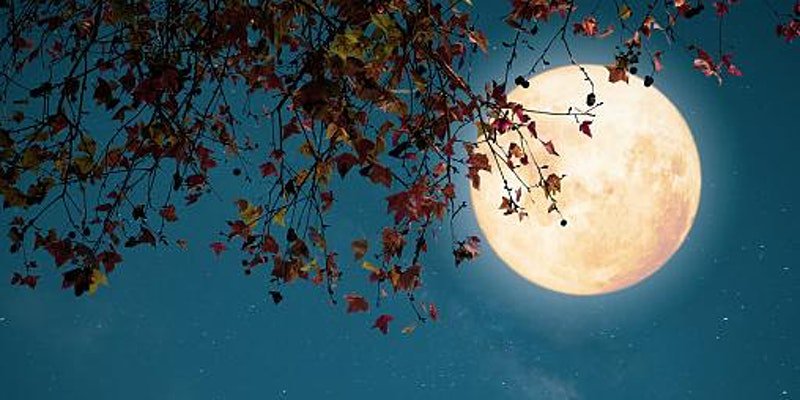 Qiyyam Nights: Halal Evening