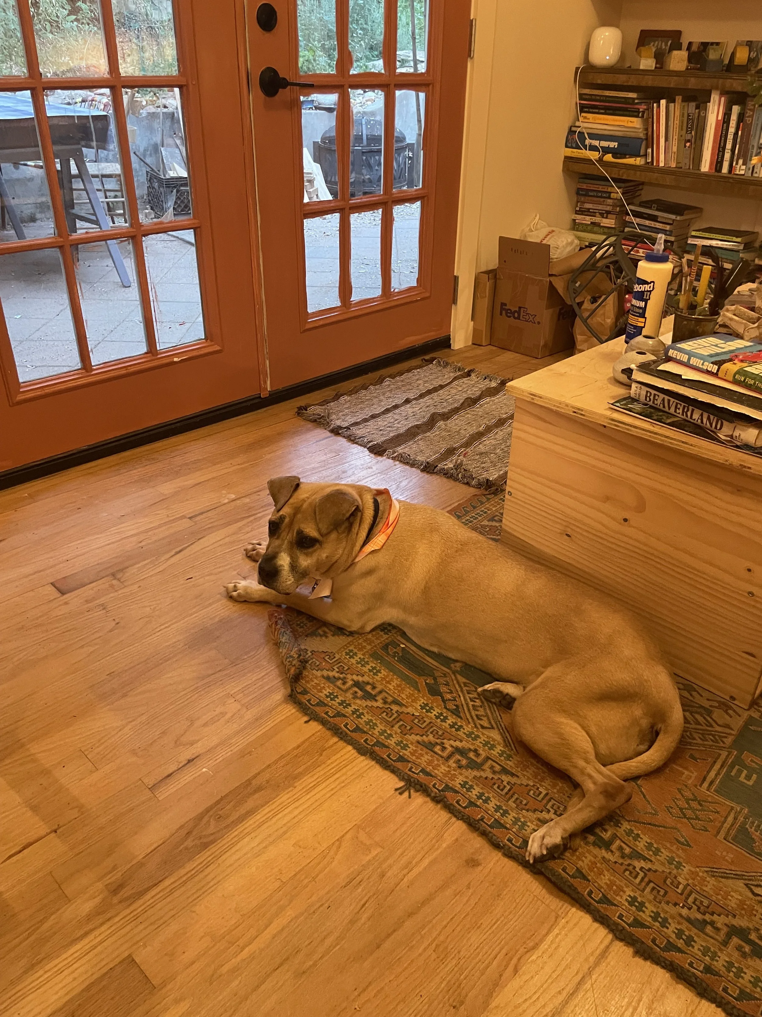 Interior remodel, dog detail, 2025