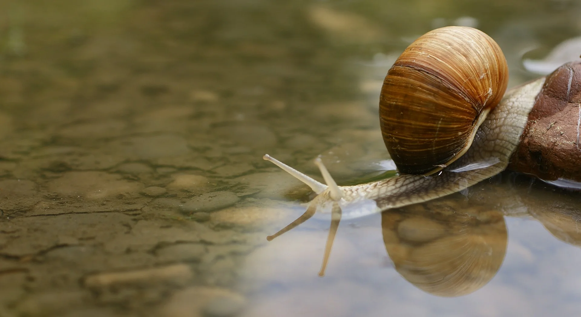 snail-187559.jpg